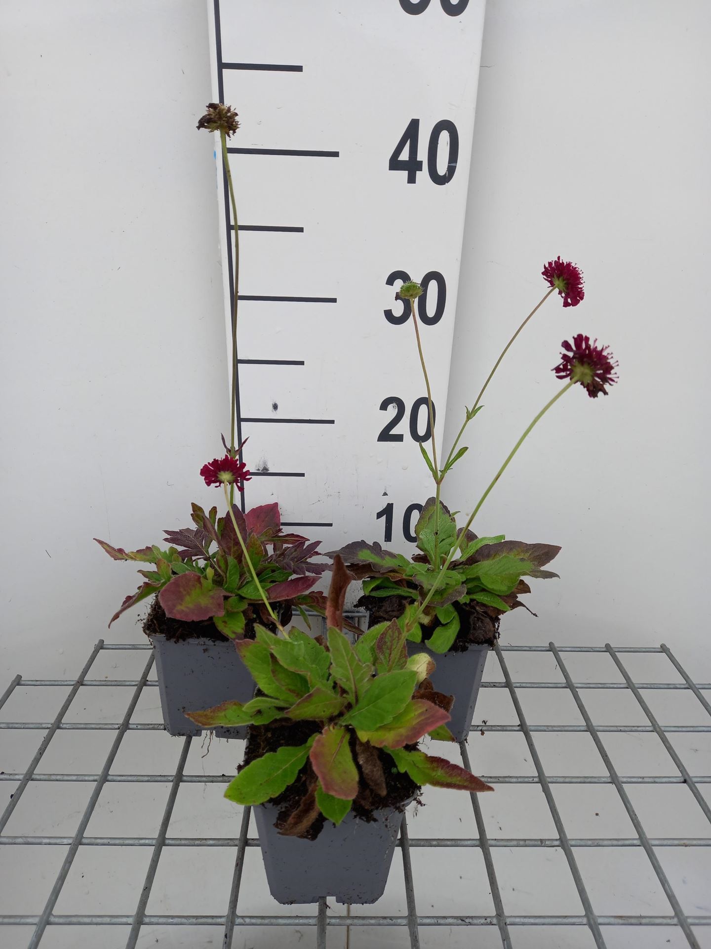 Knautia macedonica'Mars Midget'- pot 9x9 cm - Weduwebloem afbeelding