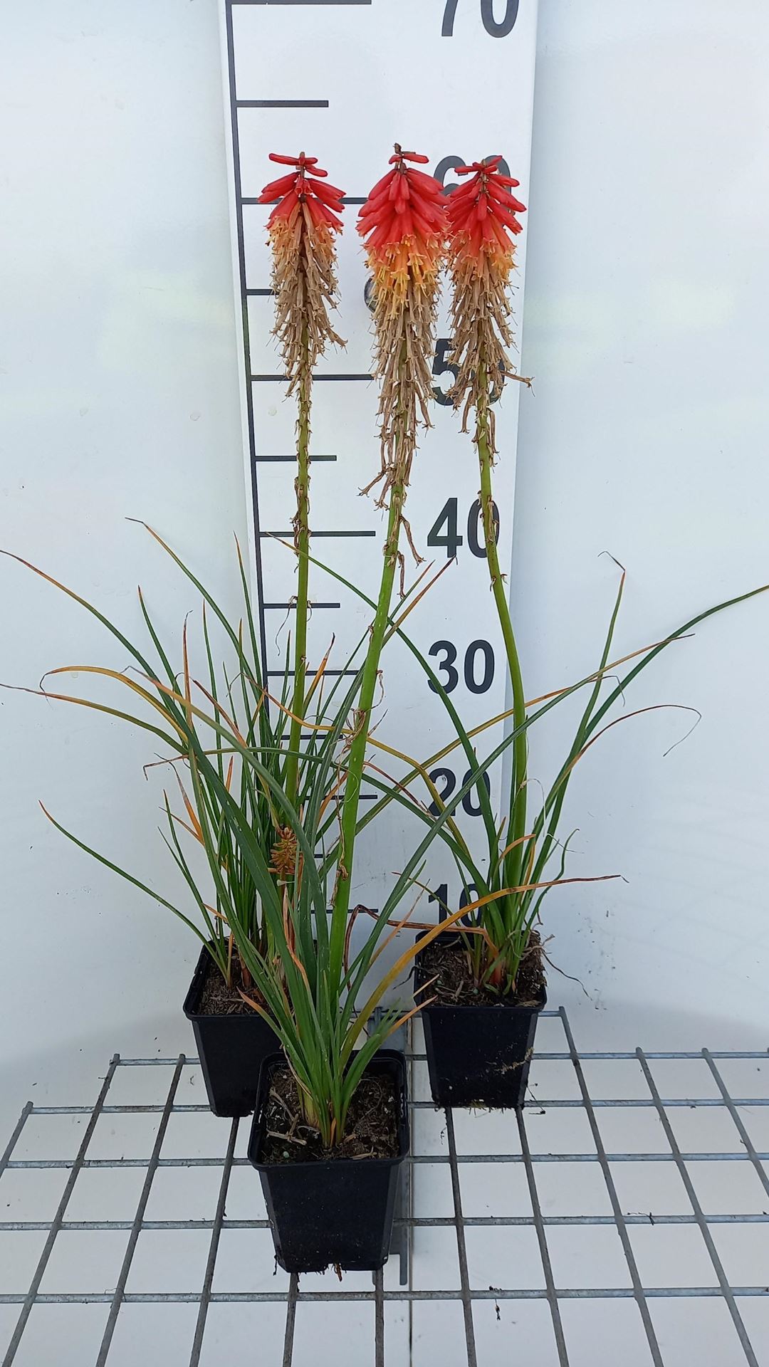 Kniphofia'Papaya Popsicle'- pot 9x9 cm afbeelding