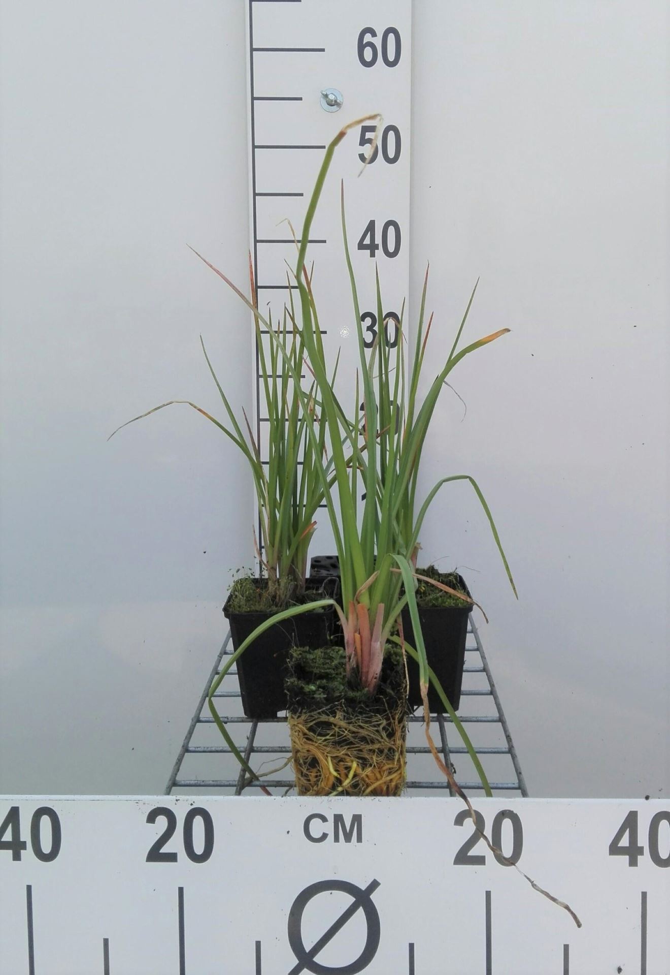 Kniphofia'Royal Castle'- pot 9x9 cm - Vuurpijl, fakkellelie afbeelding