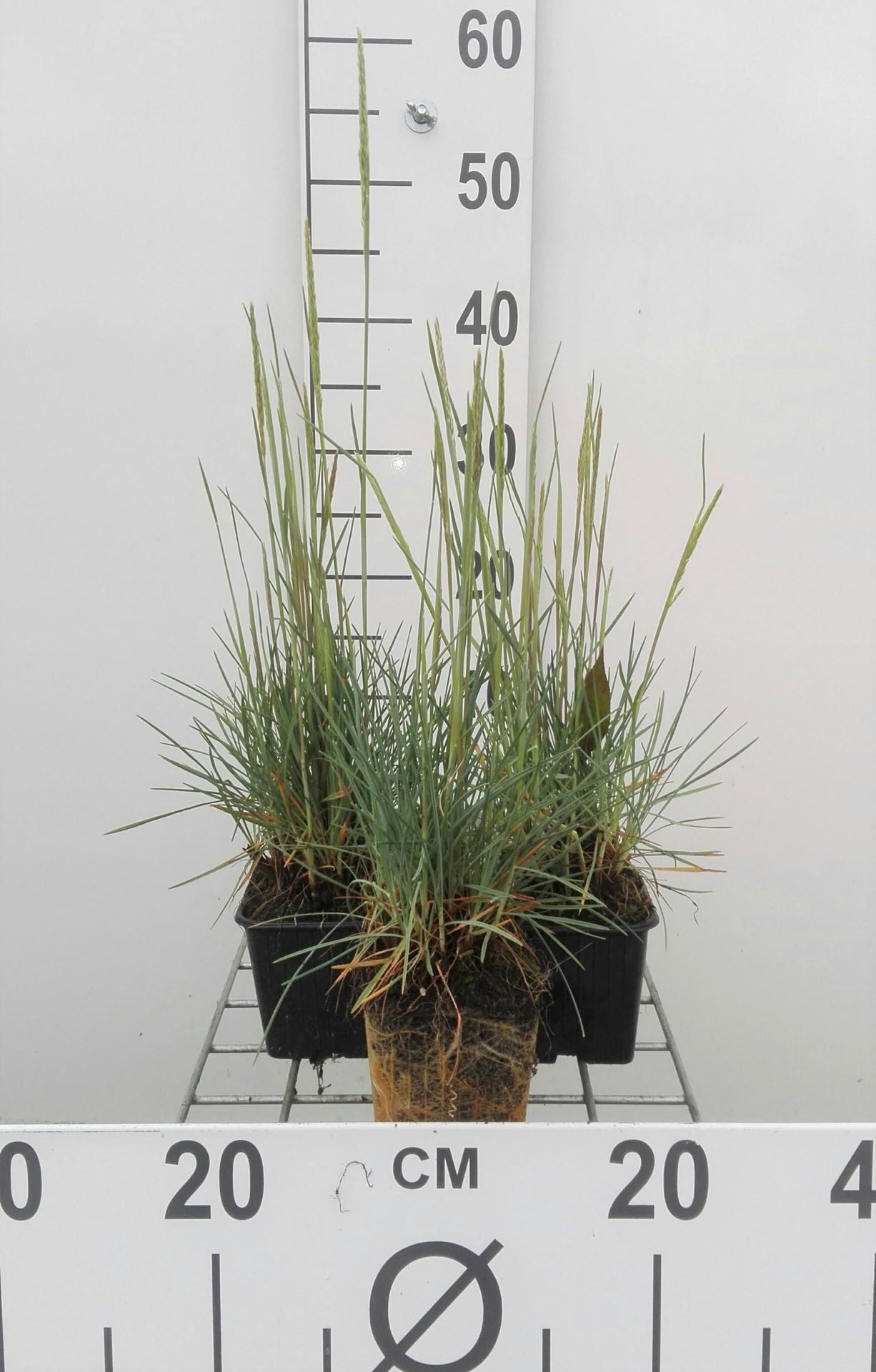 Koeleria glauca - pot 9x9 cm afbeelding