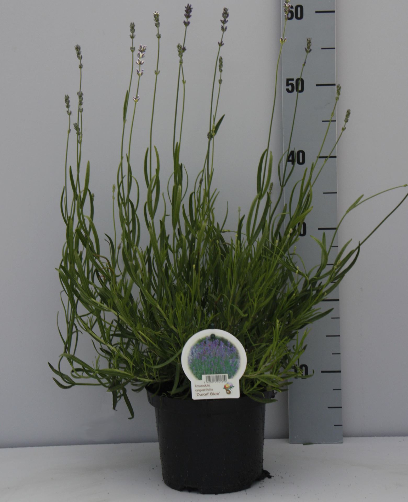 Lavandula angustifolia'Dwarf Blue'- pot 2L (Lavendel) - Lavendel afbeelding