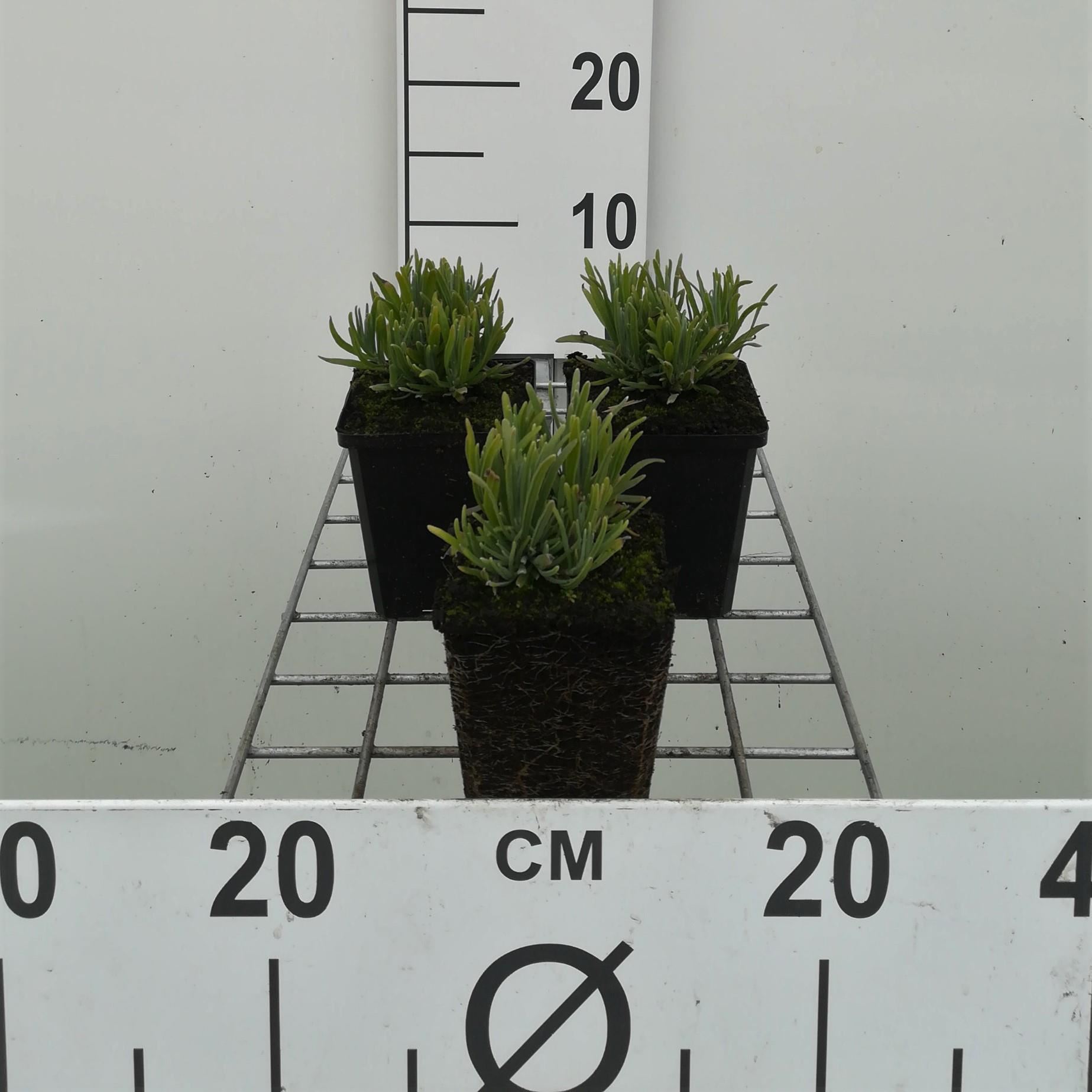 Lavandula angustifolia'Dwarf Blue'- pot 9x9 cm (Lavendel'Dwarf') - Lavendel'Dwarf' afbeelding