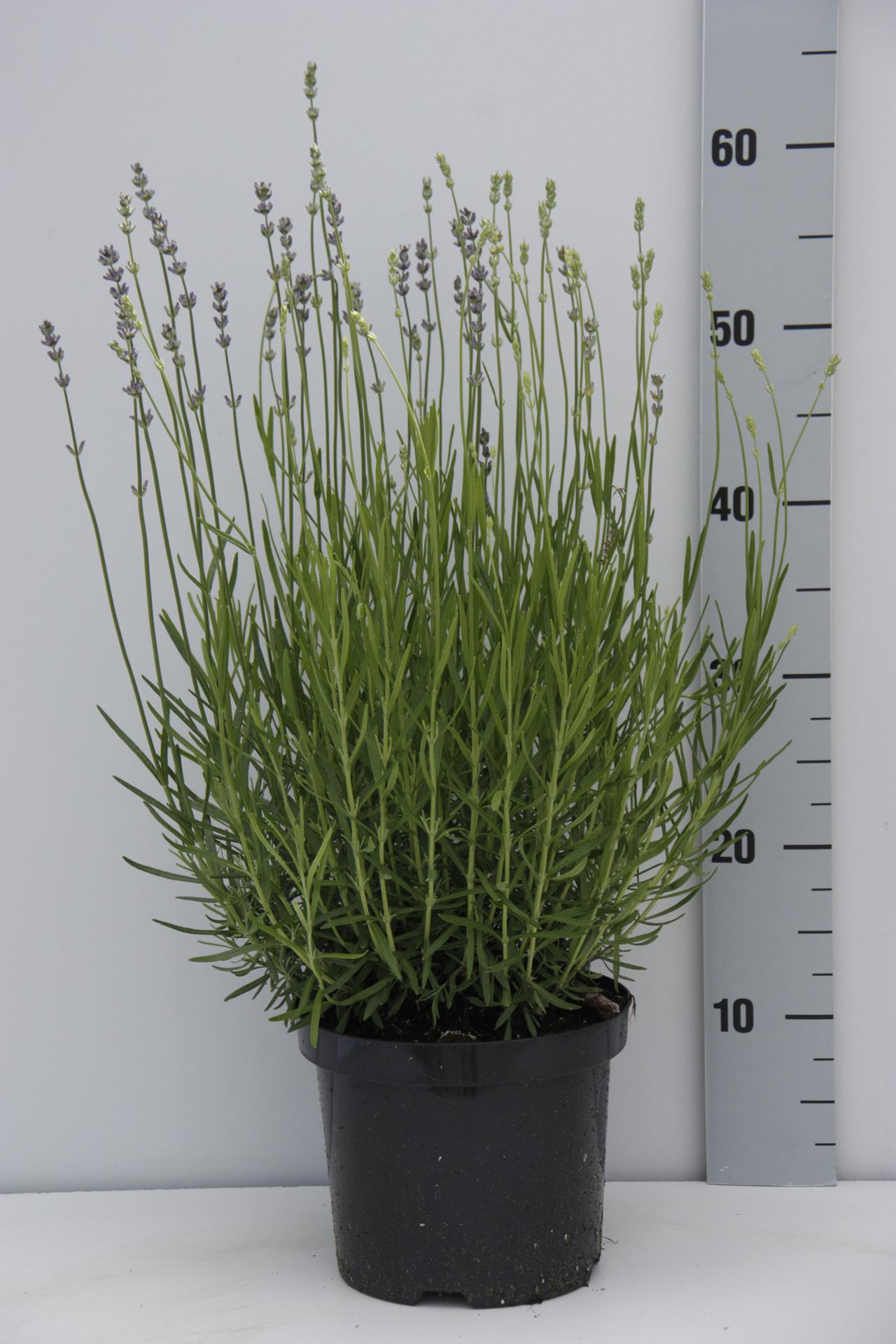 Lavandula angustifolia'Dwarf Blue'- pot 3L (Lavendel) - Lavendel afbeelding