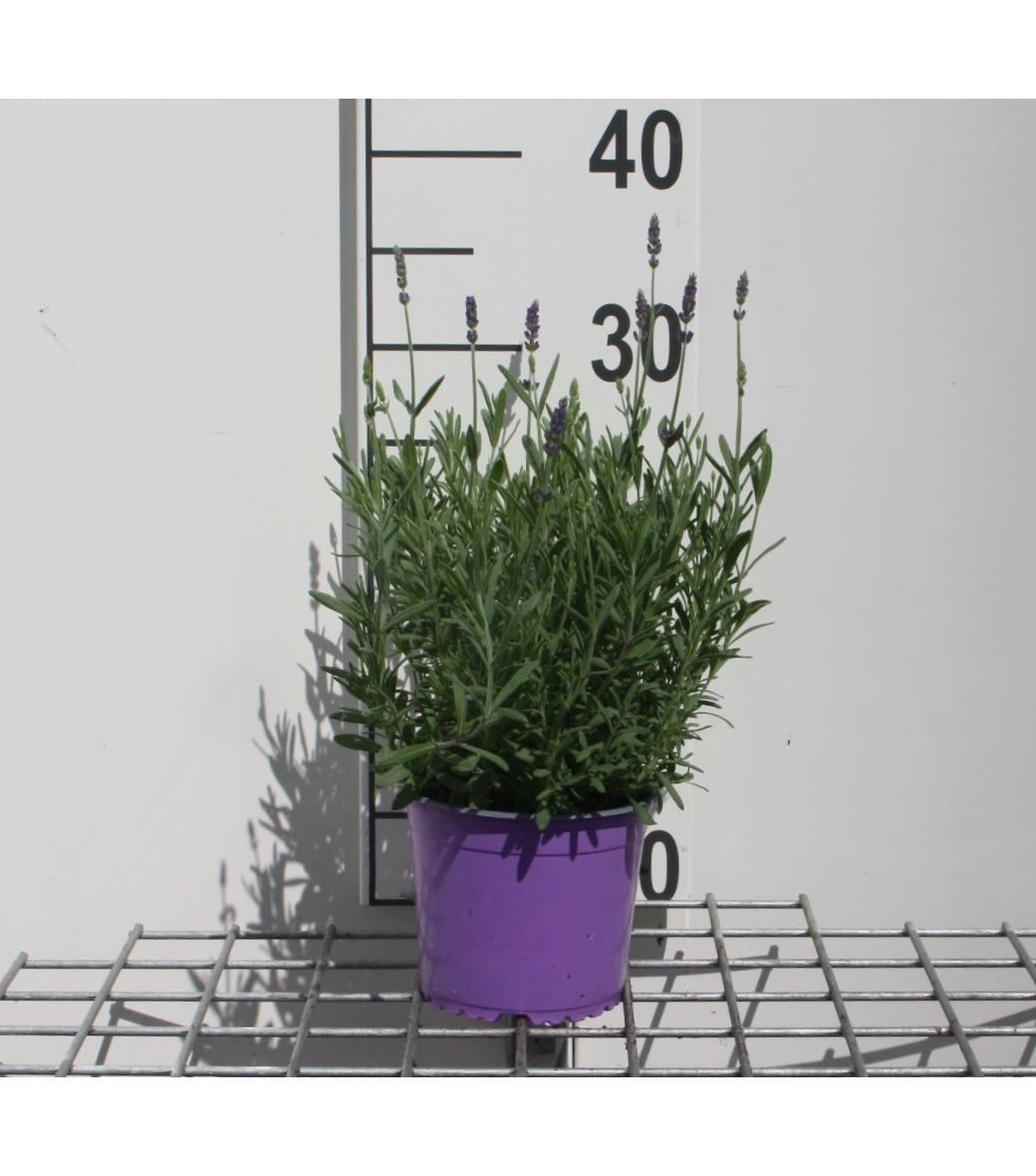 Lavandula angustifolia 'Hidcote' - pot 1,5L (Lavendel) -