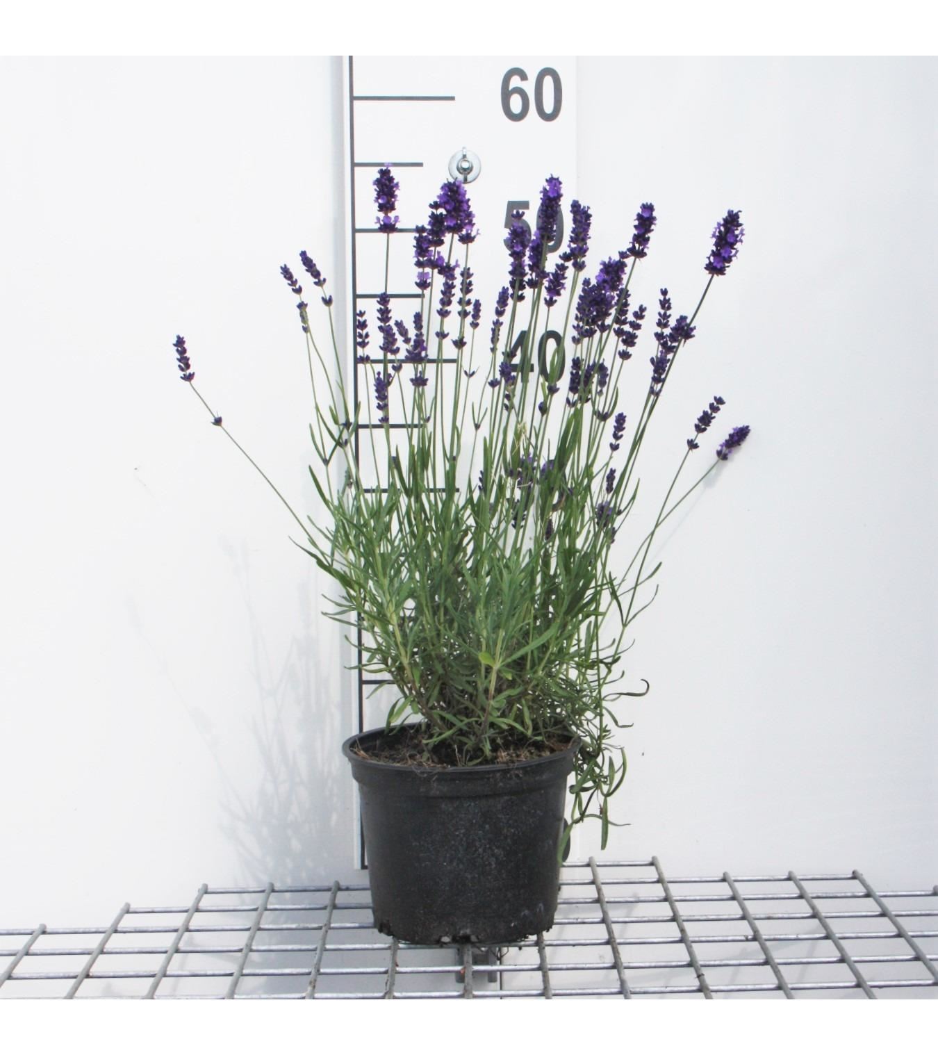 Lavandula angustifolia'Hidcote'- Lavendel - pot 2L - Lavendel afbeelding