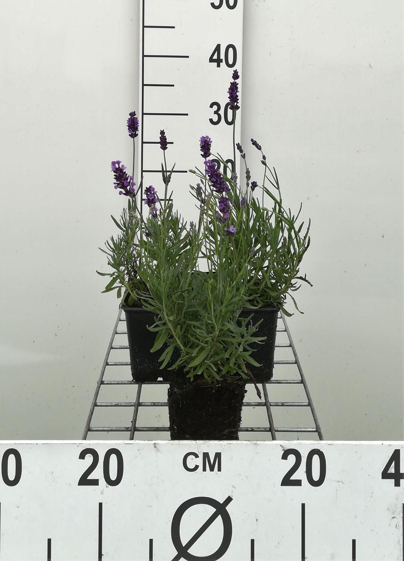 Lavandula angustifolia'Hidcote'- Lavendel - pot 9x9 cm - Lavendel afbeelding