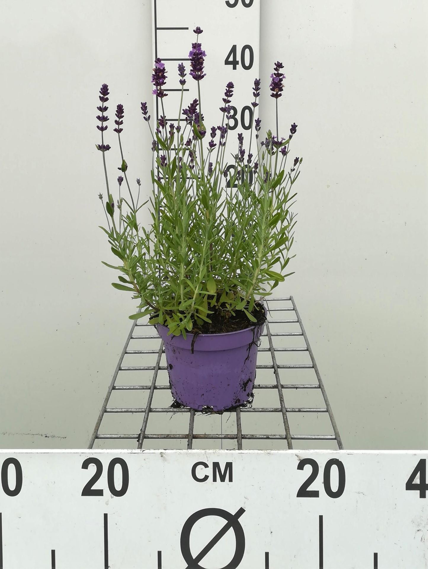 Lavandula angustifolia'Munstead'- pot 1,5L (Lavendel) - Lavendel afbeelding