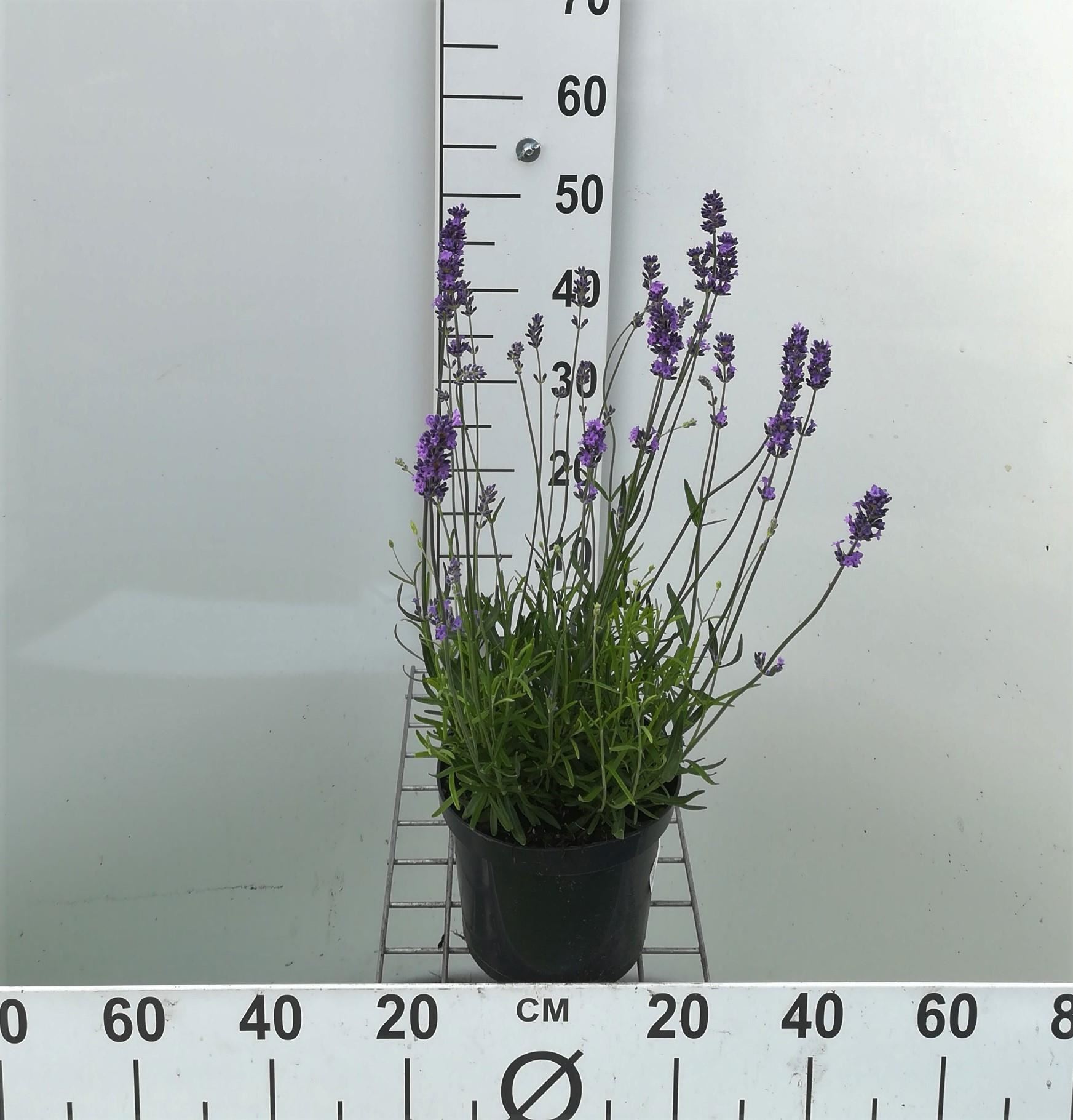 Lavandula angustifolia'Munstead'- pot 3L (Lavendel) - Lavendel afbeelding