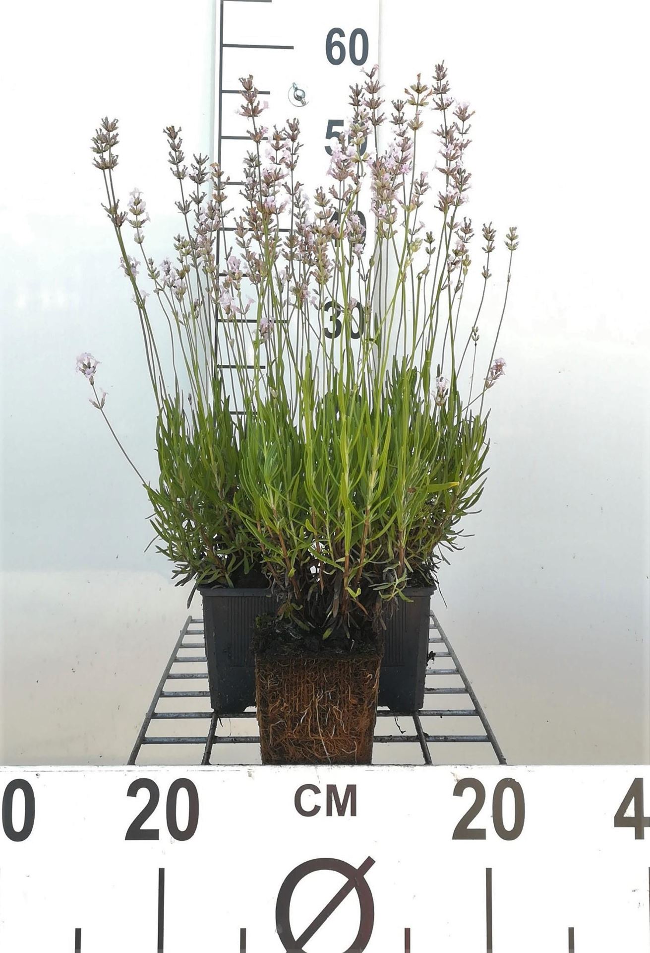 Lavendel rozebloeiend - pot 9x9 cm (Lavandula angustifolia'Rosea') - Lavendel afbeelding