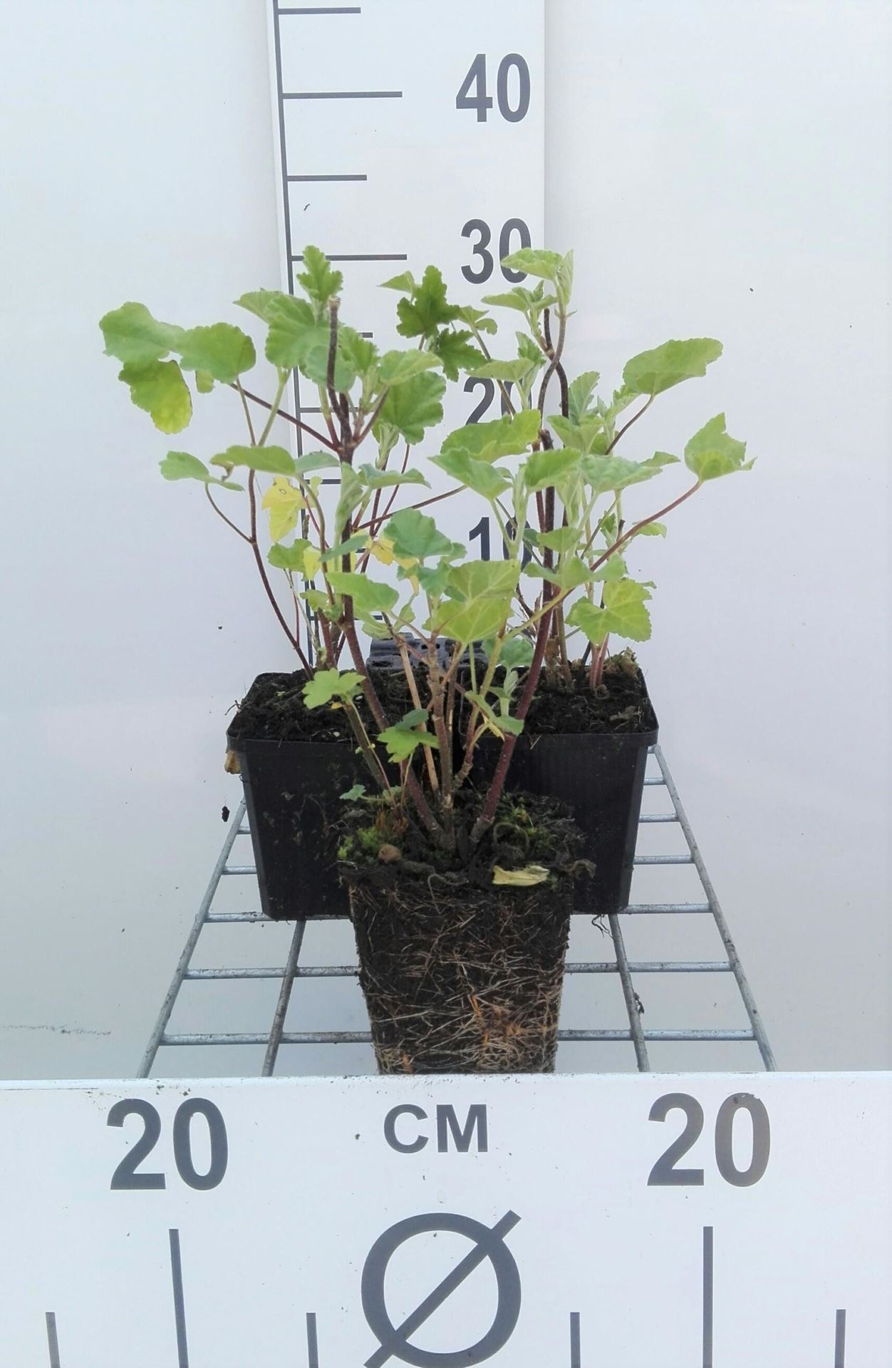 Lavatera'Barnsley'- pot 9x9 cm - Struikmalva afbeelding