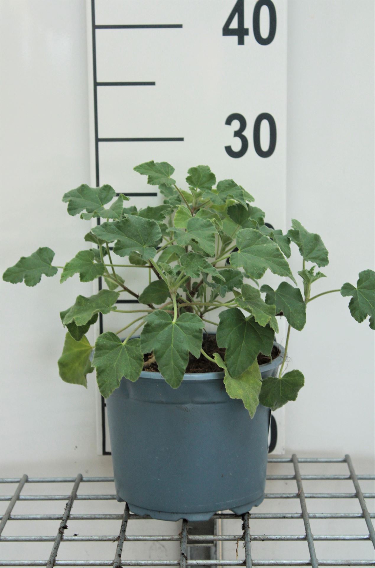 Lavatera'Bredon Springs'- pot - 25-30 cm afbeelding