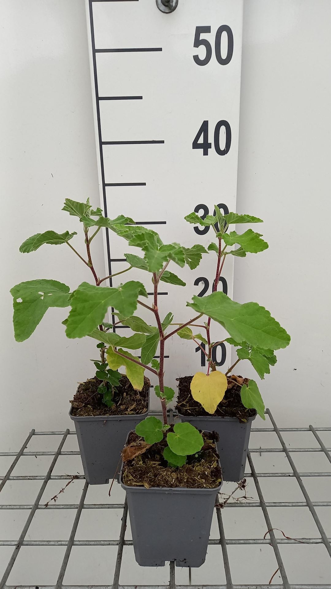 Lavatera'Bredon Springs'- pot 9x9 cm afbeelding