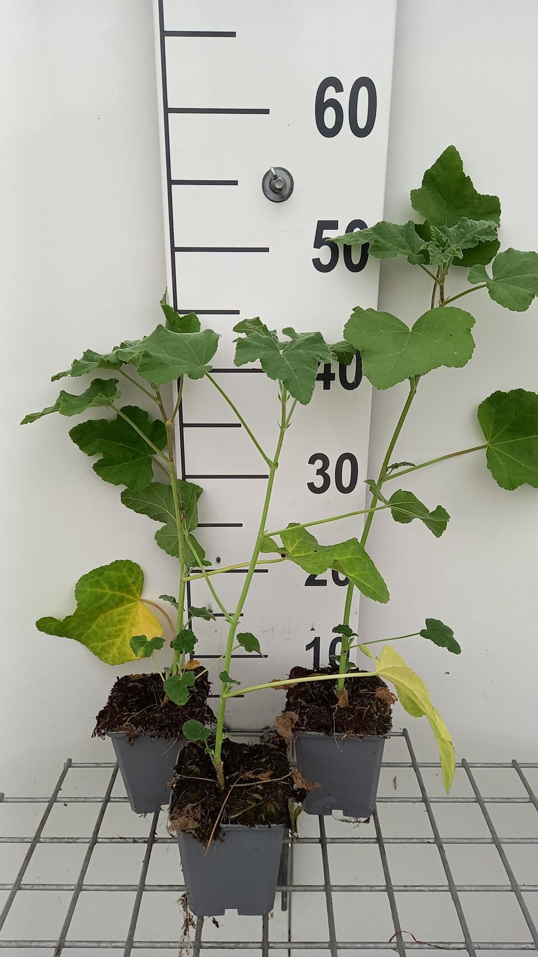 Lavatera'Candy Floss'- pot 9x9 cm - Malvastruik, Struikmalva afbeelding