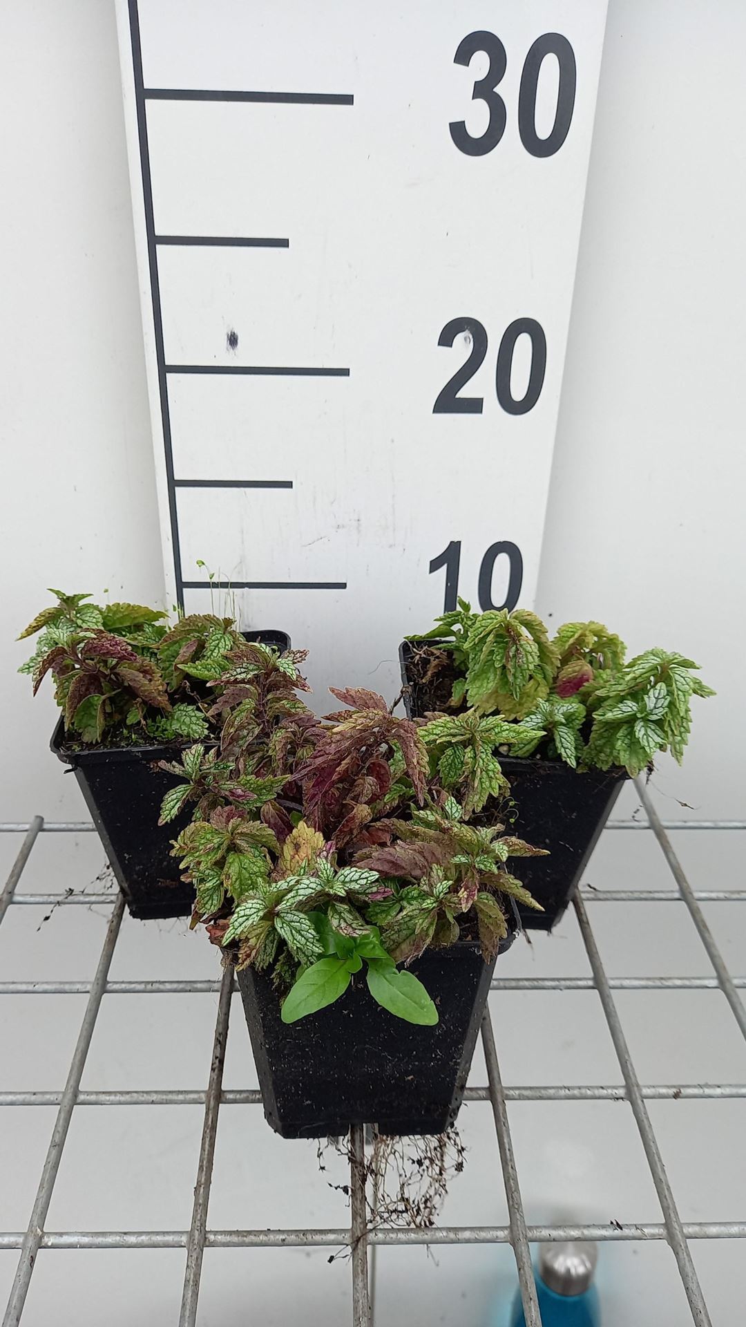 Lamiastrum galeobdolon'Herman's Pride'- pot 9x9 cm afbeelding