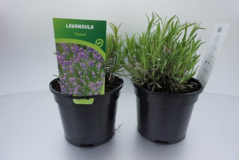 Lavandula x intermedia'Dutch'- pot 2L (Lavendel) afbeelding
