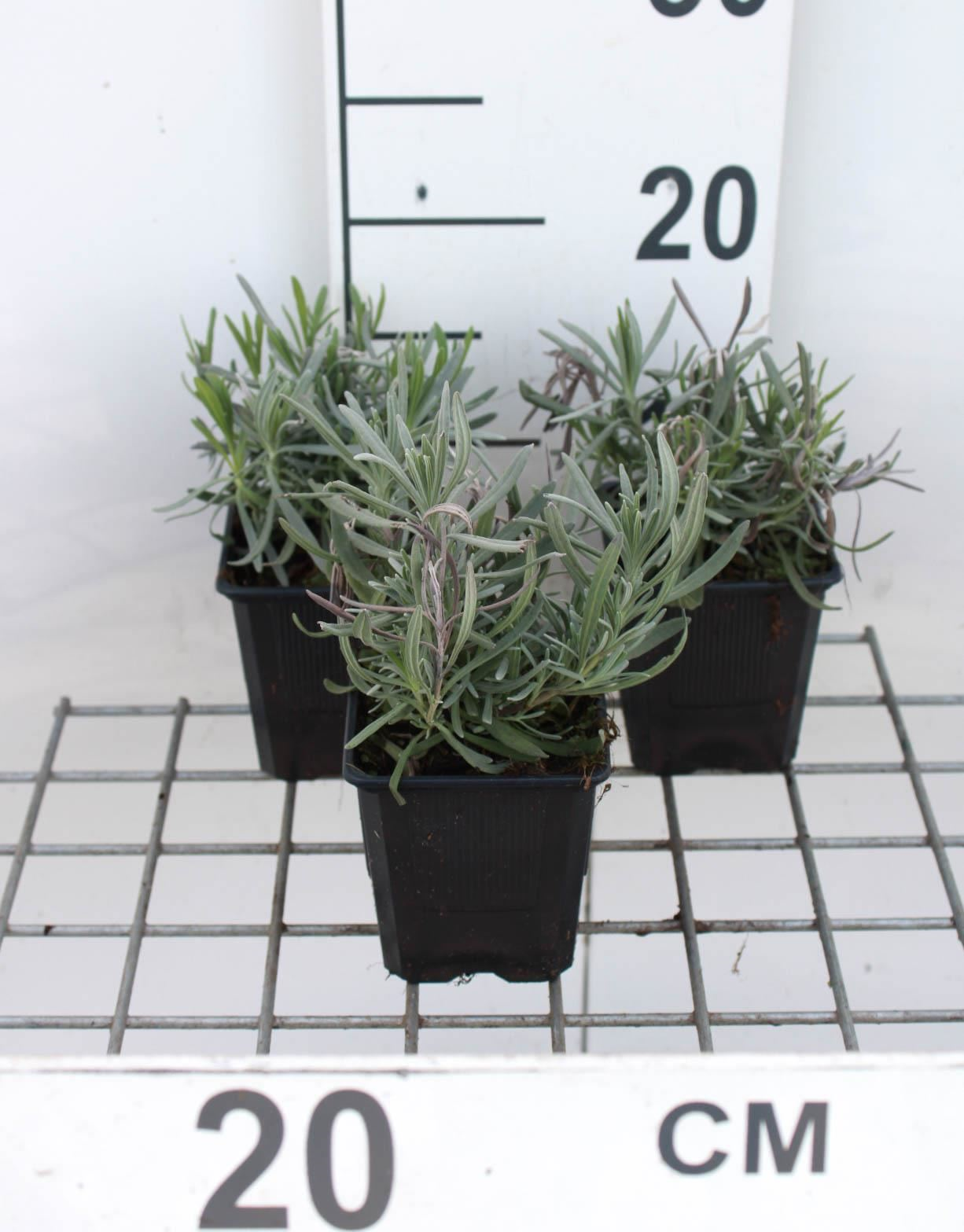 Lavandula x intermedia'Dutch'- pot 9x9 cm (Lavendel) - Lavendel afbeelding