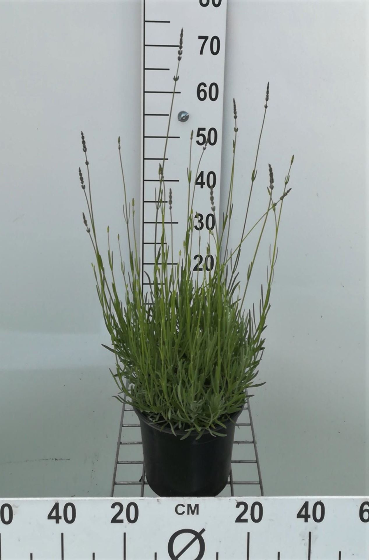 Lavandula x intermedia'Dutch'- pot 3L (Lavendel) afbeelding