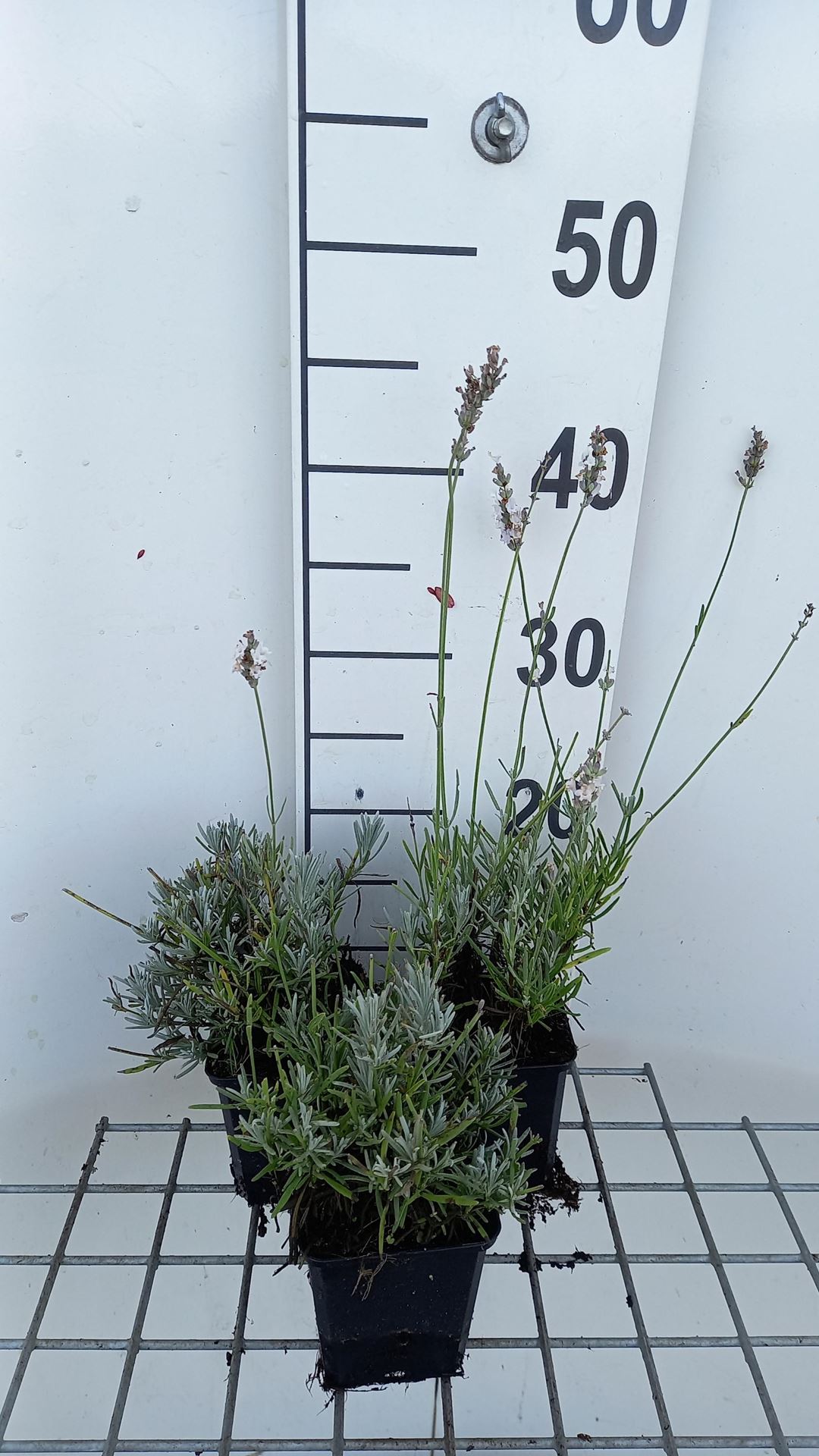 Lavendel witlboeiend - pot 9x9 cm (Lavandula x intermedia'Edelweiss') - Lavendel afbeelding
