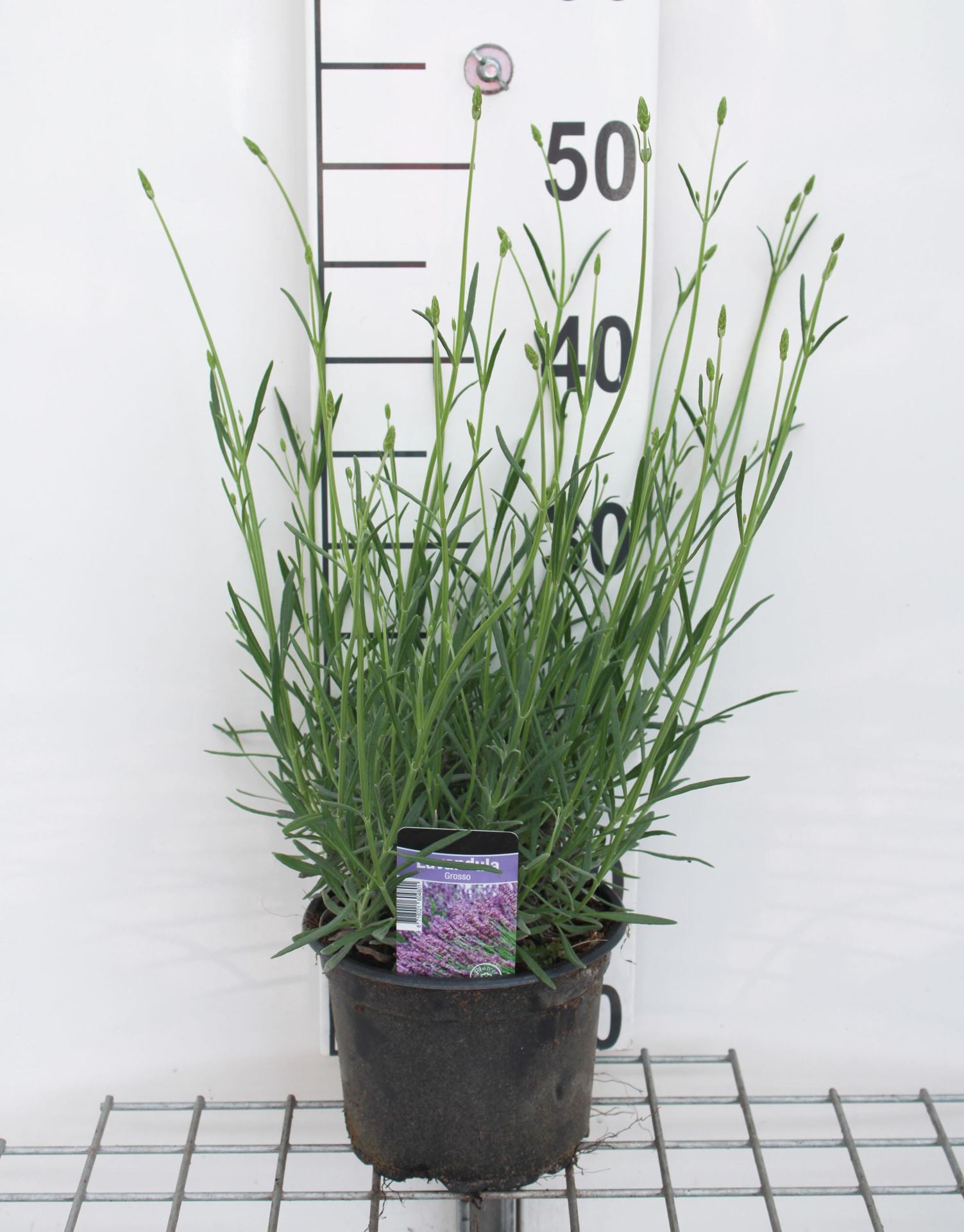 Lavandula x intermedia'Grosso'- pot 2L - Kansenboom / Pindakaasboom afbeelding