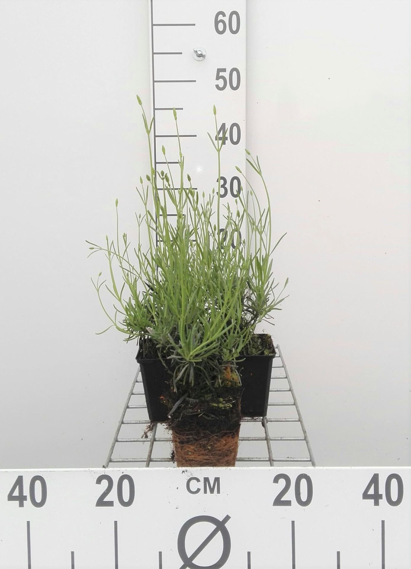 Lavandula x intermedia'Grosso'- pot 9x9 cm - afbeelding