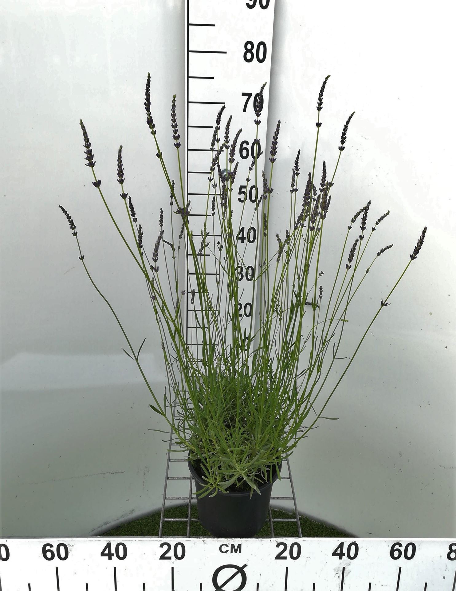 Lavandula x intermedia'Grosso'- pot 3L - afbeelding
