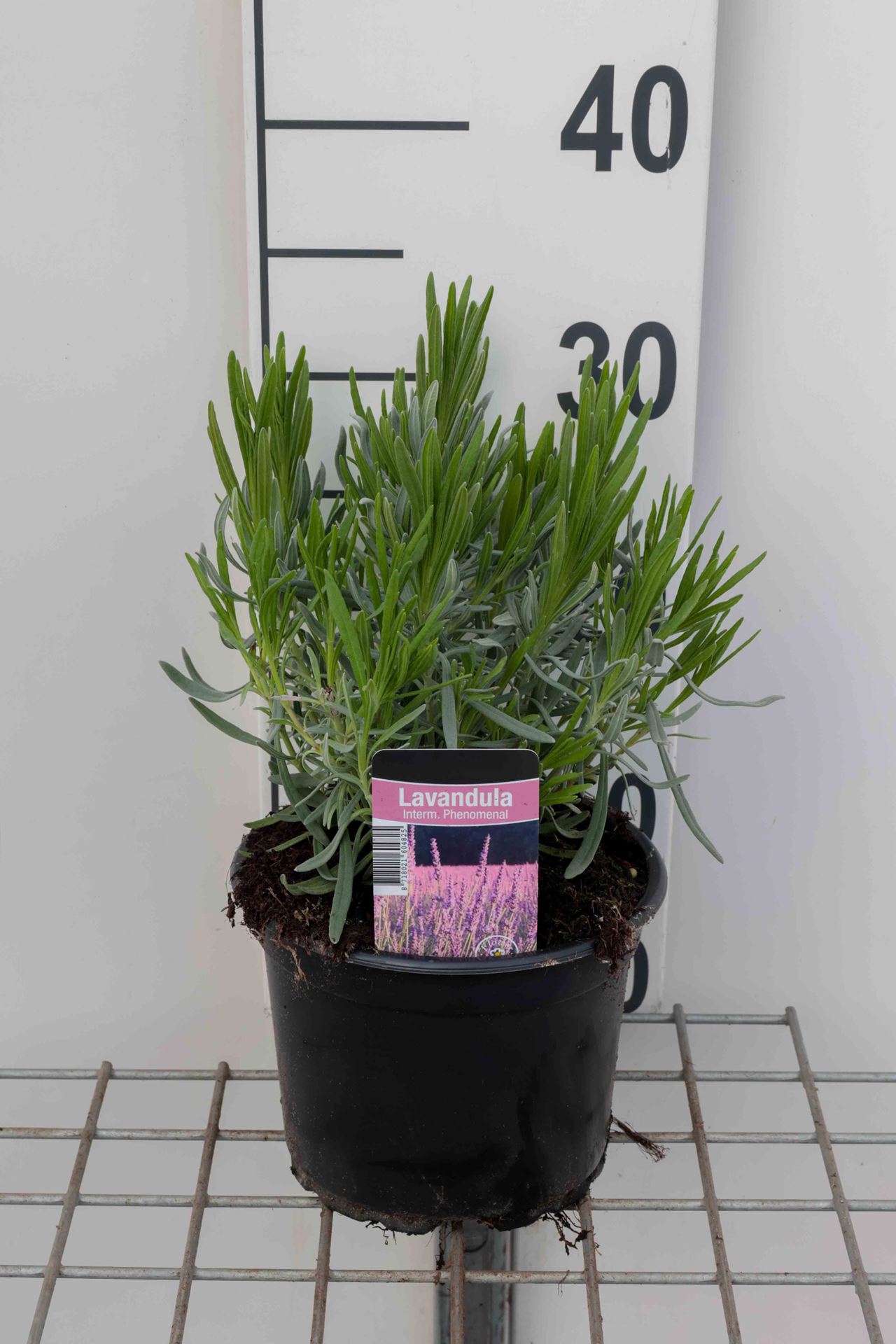 Lavandula x intermedia'Niko'(Pure Platinum) - pot 2L - afbeelding