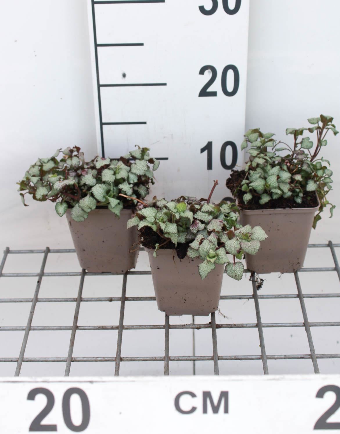 Lamium maculatum'Beacon Silver'- pot 9x9 cm - Gevlekte dovenetel afbeelding