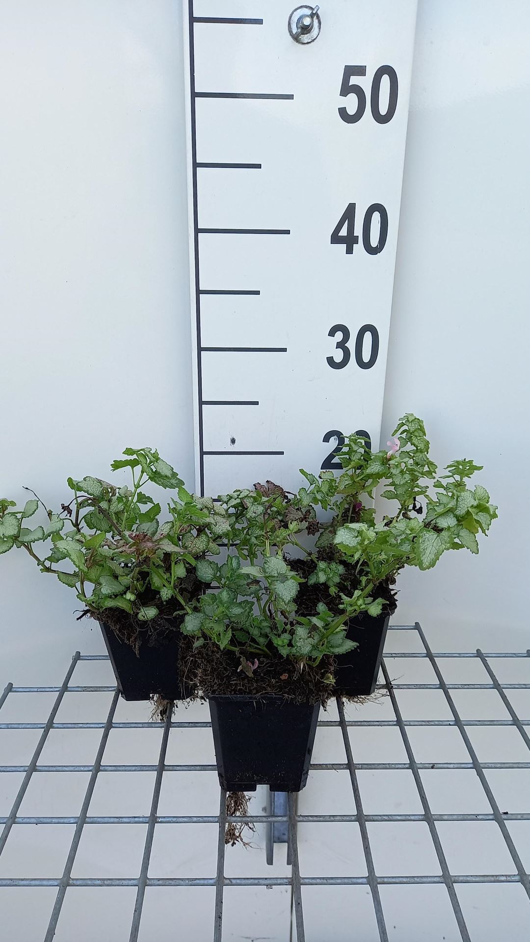 Lamium maculatum'Pink Pewter'- pot 9x9 cm - Gevlekte dovenetel afbeelding