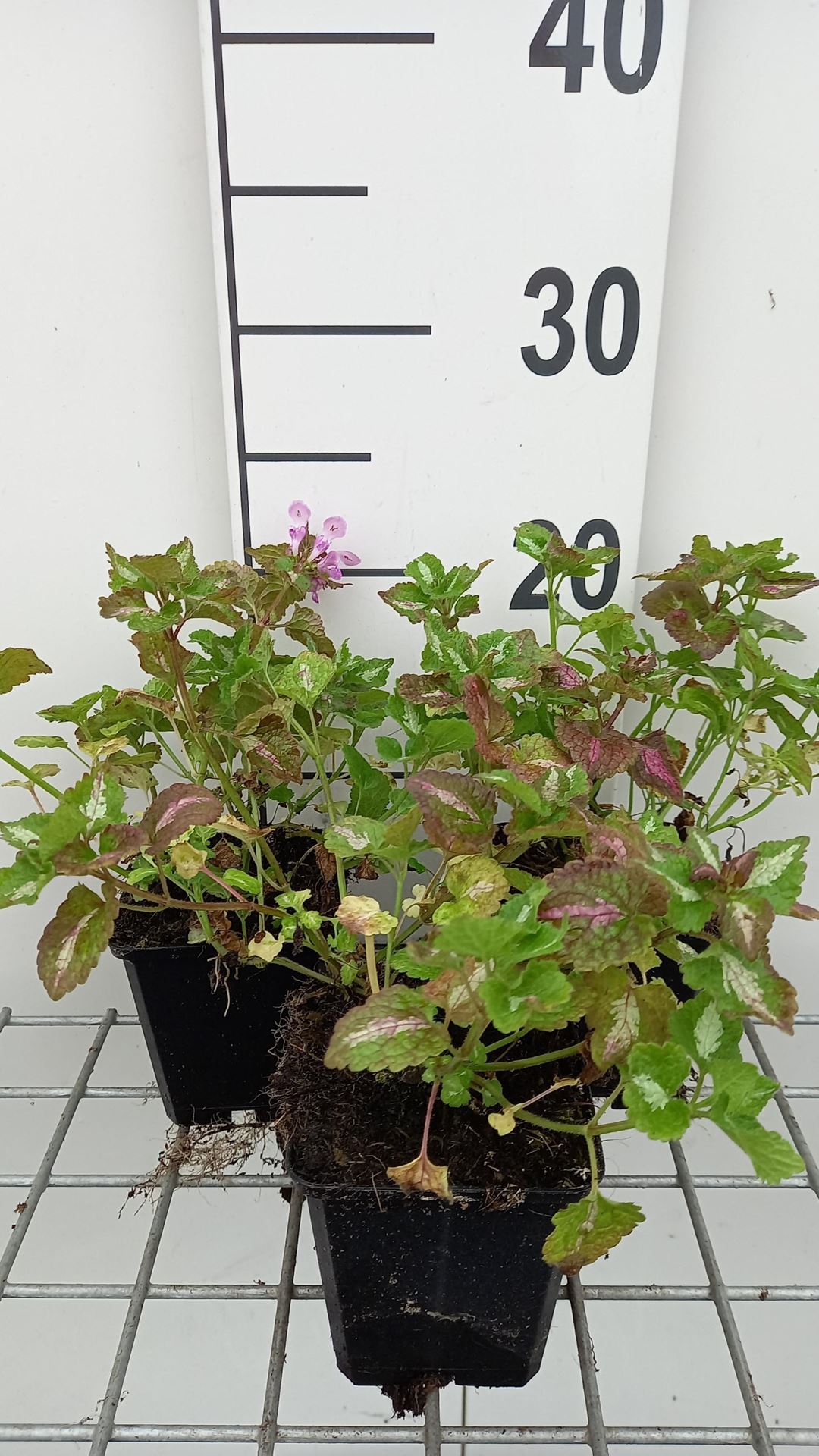 Lamium maculatum'Roseum'- pot 9x9 cm afbeelding