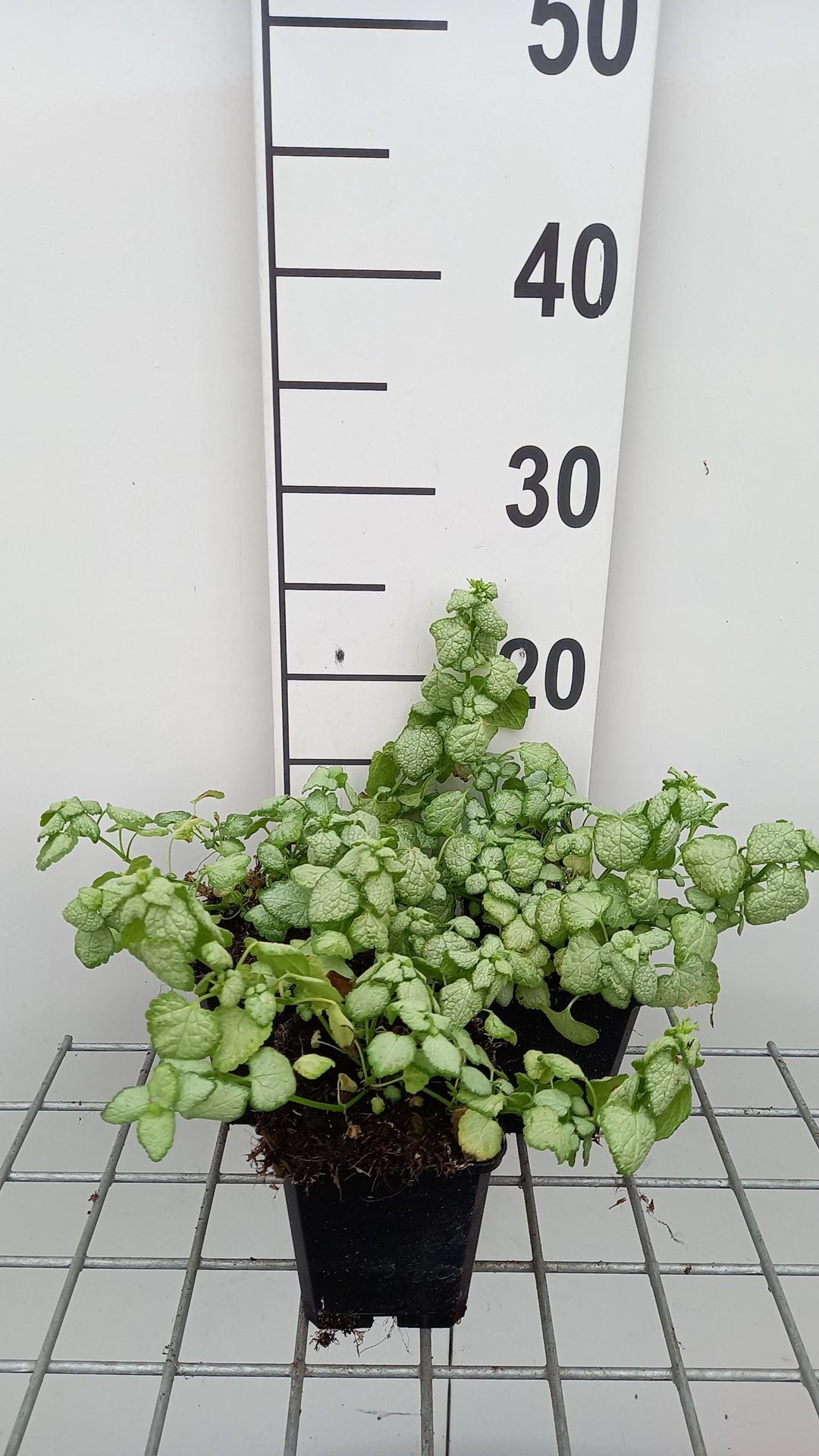 Lamium maculatum'White Nancy'- pot 9x9 cm - Gevlekte dovenetel afbeelding