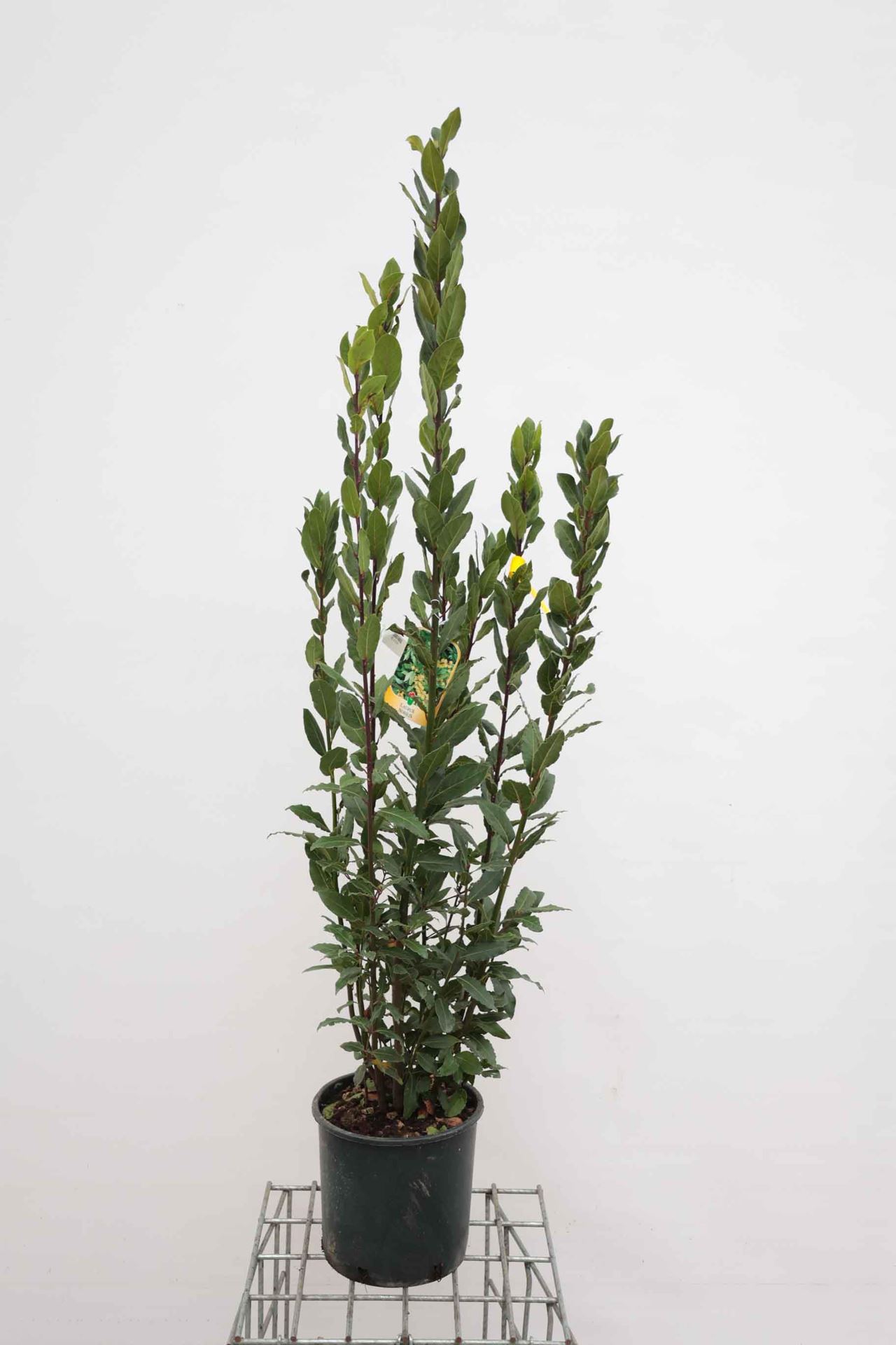 Laurus nobilis - pot 10L - 125-150 cm afbeelding