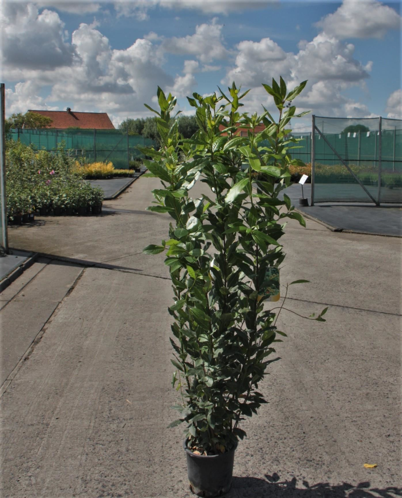 Laurus nobilis - pot 5L - 100-125 cm - Laurier / Laurierboom afbeelding