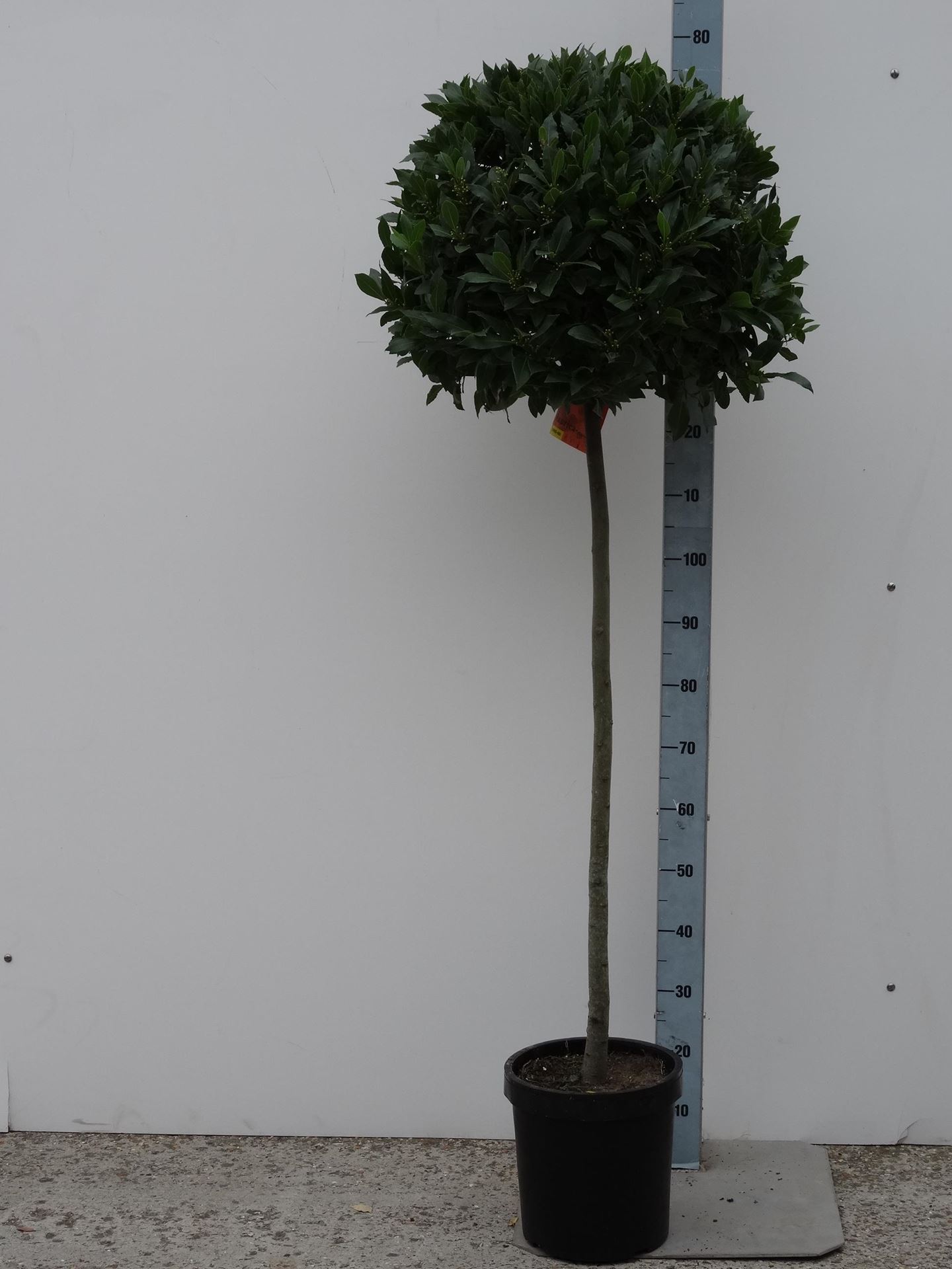 Laurus nobilis - pot 25L - bolvorm op stamhoogte 100cm - Diameter 50-55 cm afbeelding