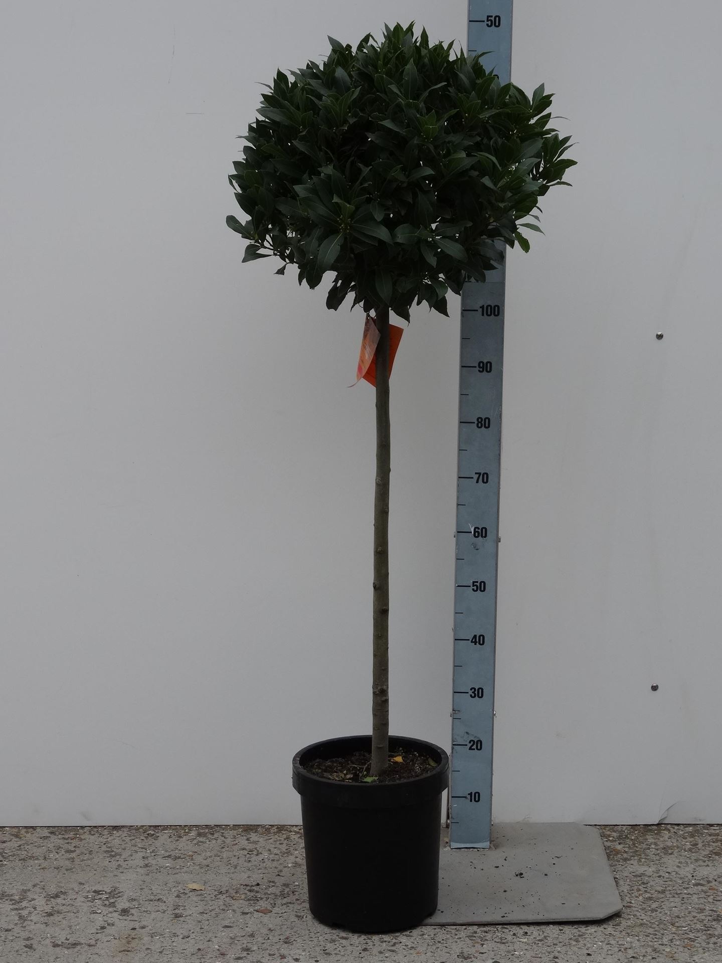 Laurus nobilis - pot 5L - bolvorm op stamhoogte 80cm - Diameter 50-55 cm afbeelding