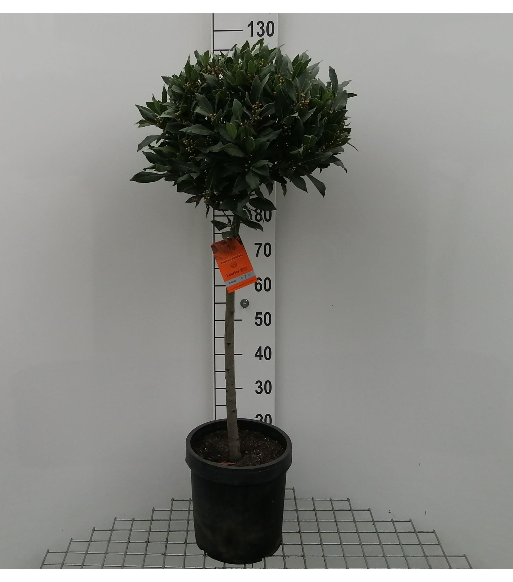 Laurus nobilis - pot 5L - bolvorm op stamhoogte 60cm - Diameter 40-45 cm afbeelding