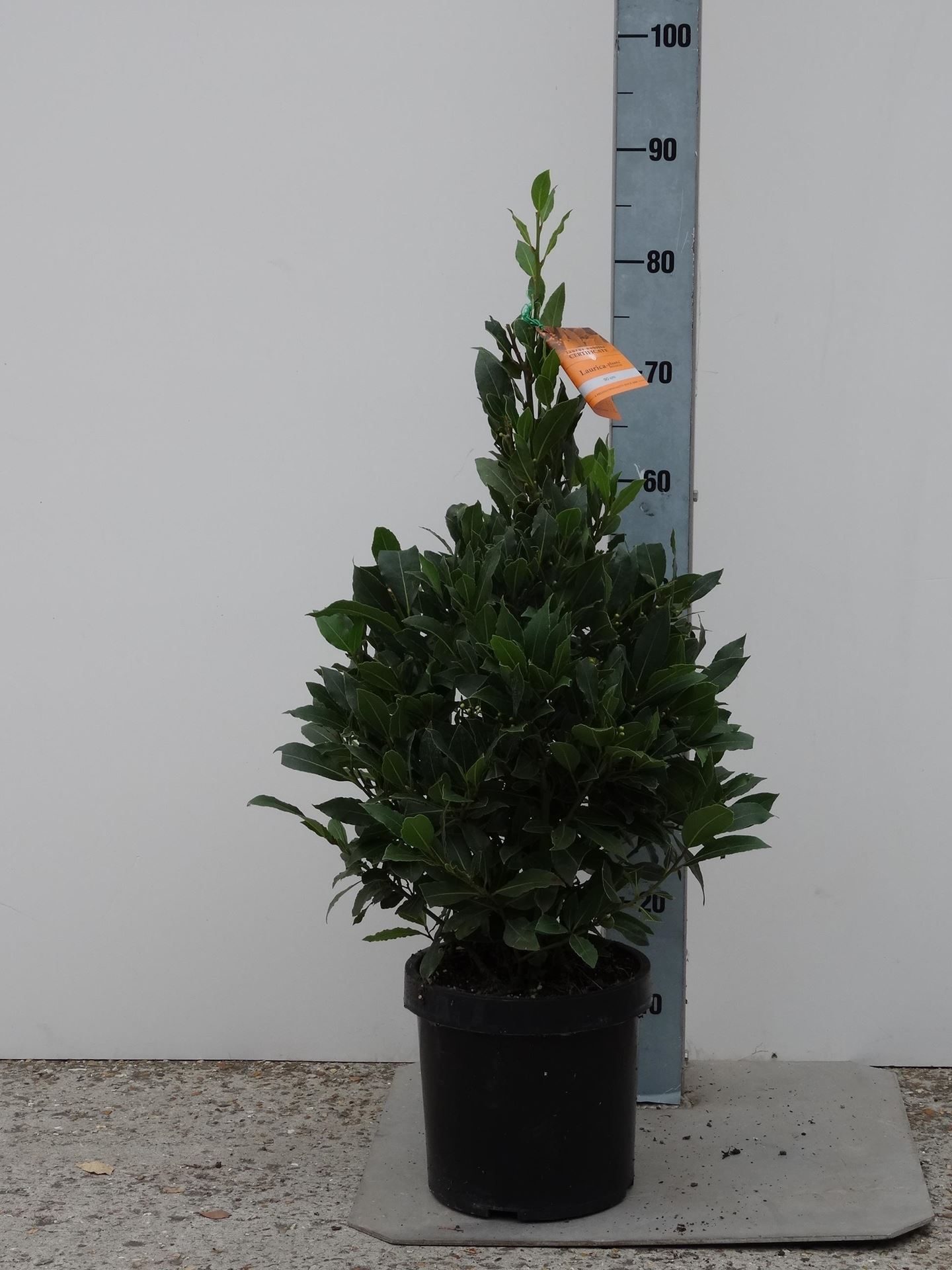 Laurus nobilis - pot 25L - 80-90 cm - piramidevorm afbeelding