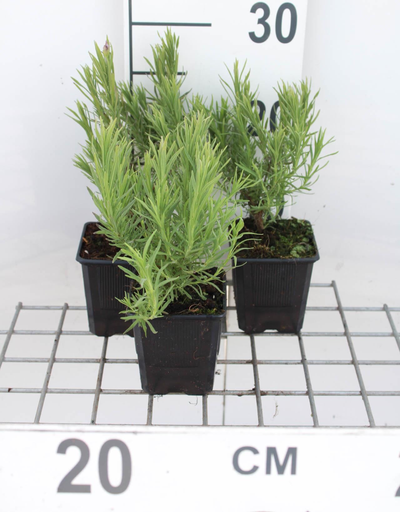 Lavandula pedunculata'Papillon'- pot 9x9 cm (Kuiflavendel , Franse lavendel) - Kuiflavendel , Franse lavendel afbeelding