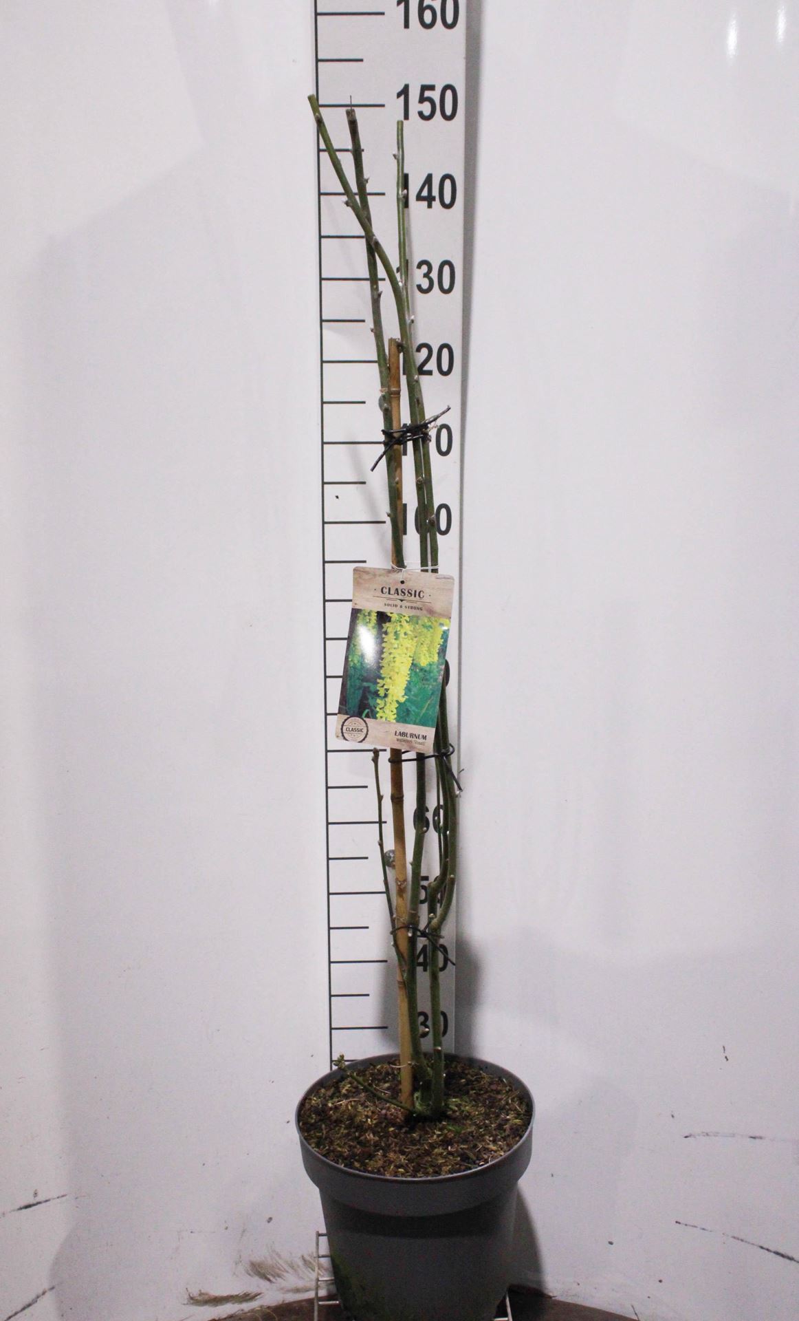 Laburnum x watereri'Vossii'- pot 12L - 100-125 cm - Goudenregen afbeelding