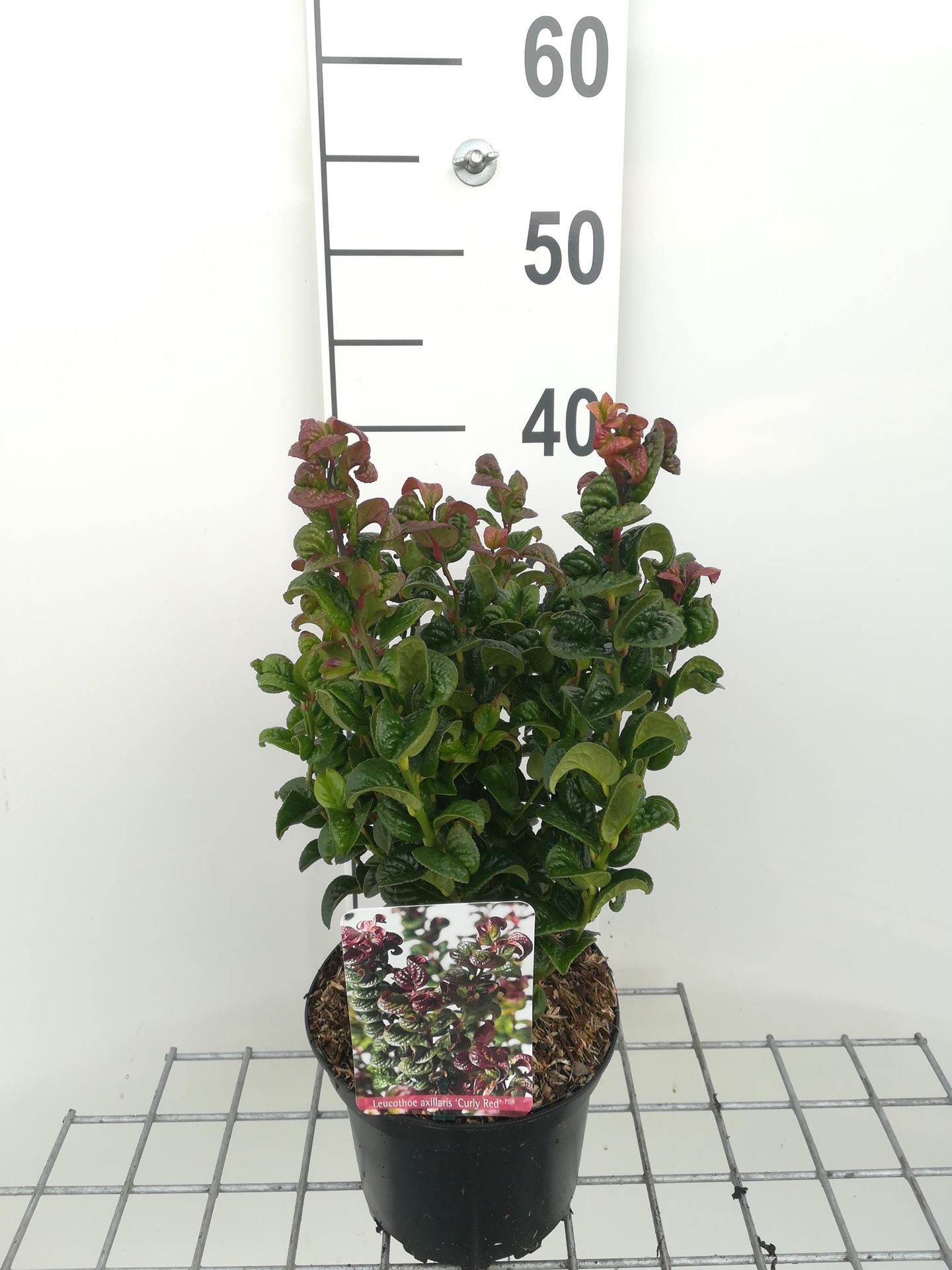 Leucothoe axillaris 'Curly Red' - pot - 20-30 cm