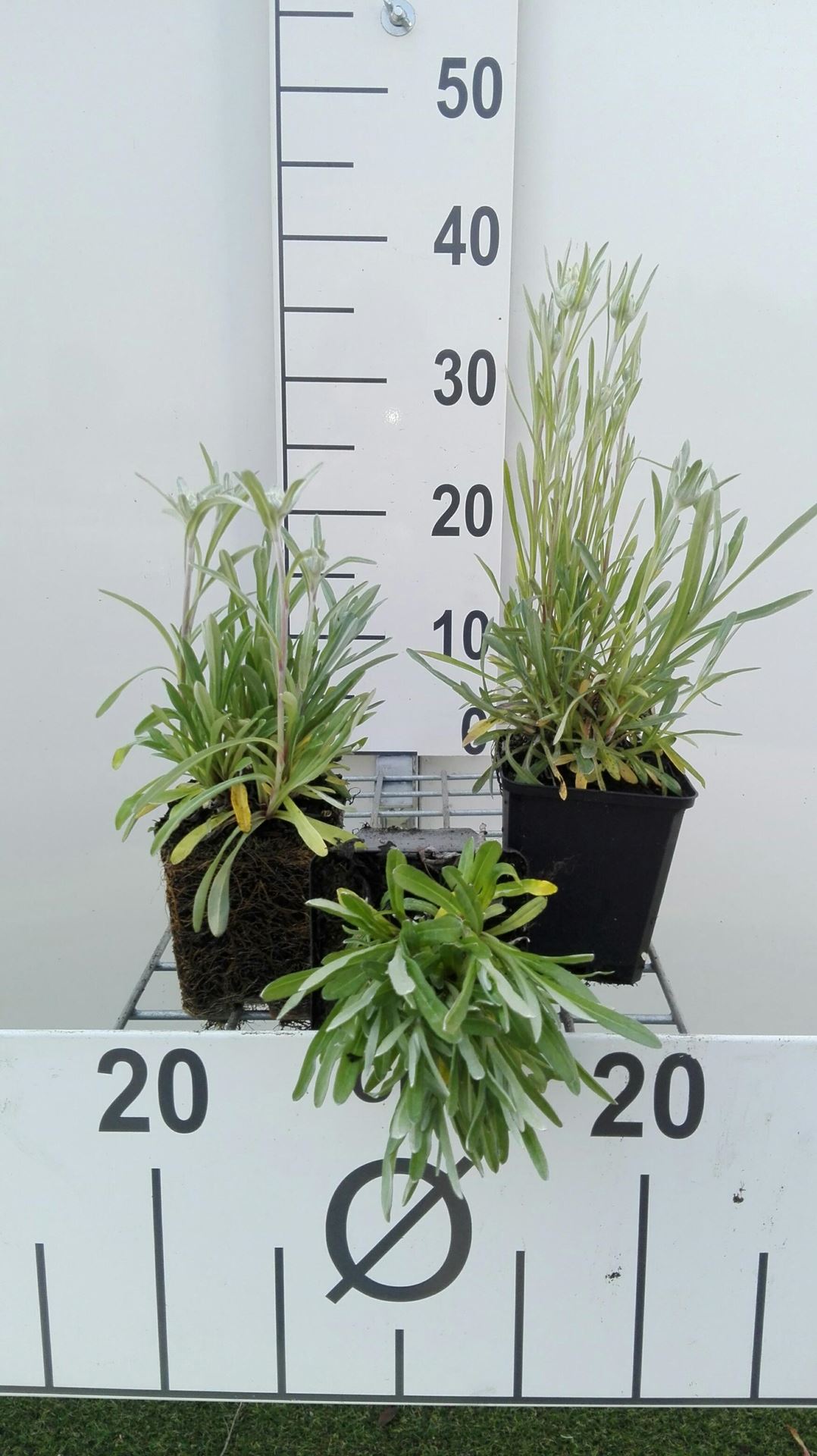 Leontopodium alpinum - pot 9x9 cm afbeelding