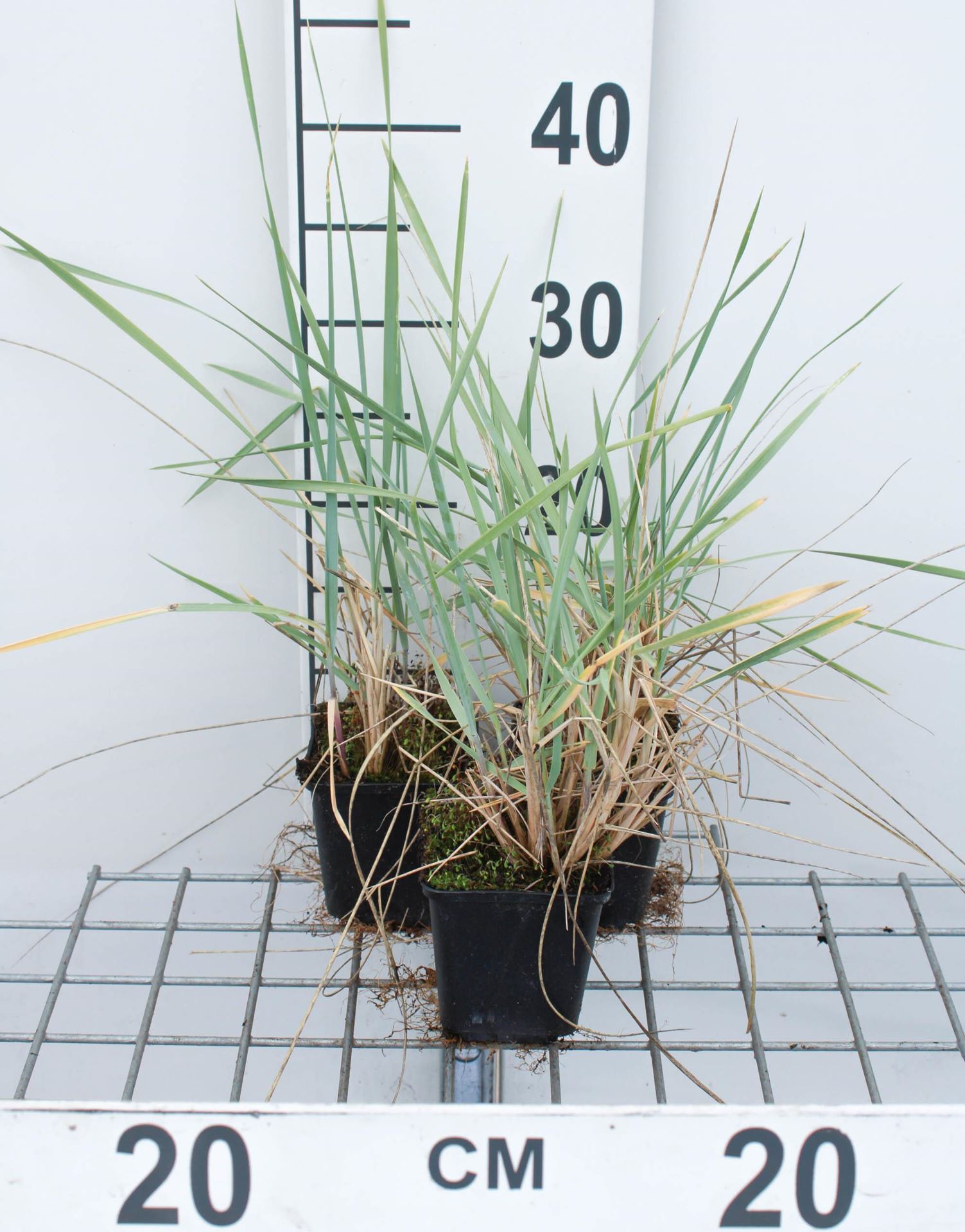 Leymus arenarius - pot 9x9 cm afbeelding