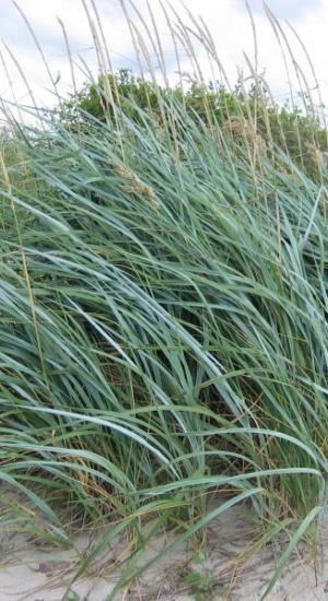 Leymus arenarius - pot 3L afbeelding