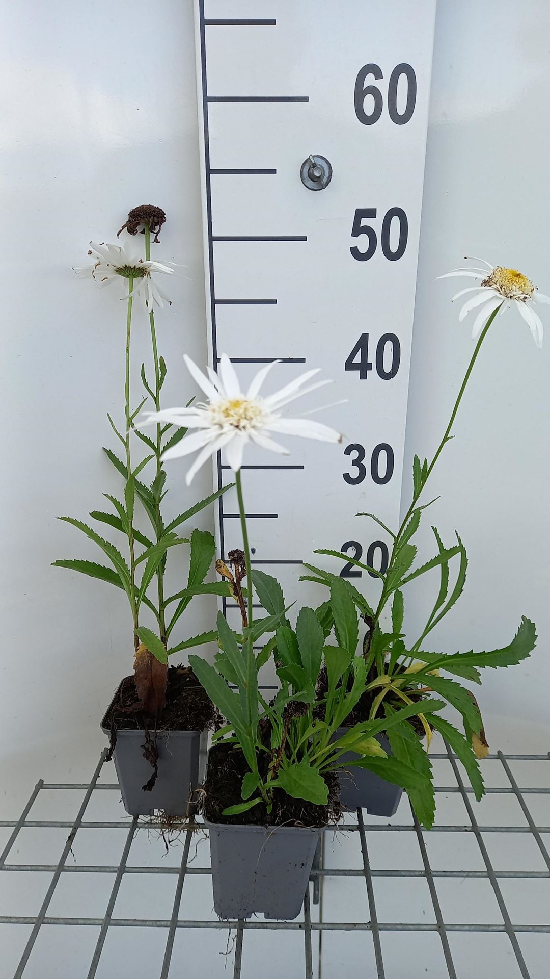 Leucanthemum'Christine Hagemann'- pot 9x9 cm afbeelding