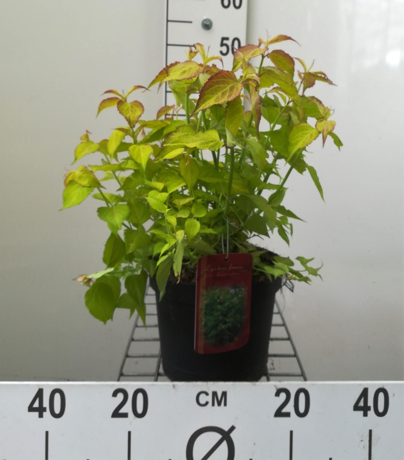 Leycesteria formosa 'Notbruce' (Golden Lanterns) - pot - 40-50 cm