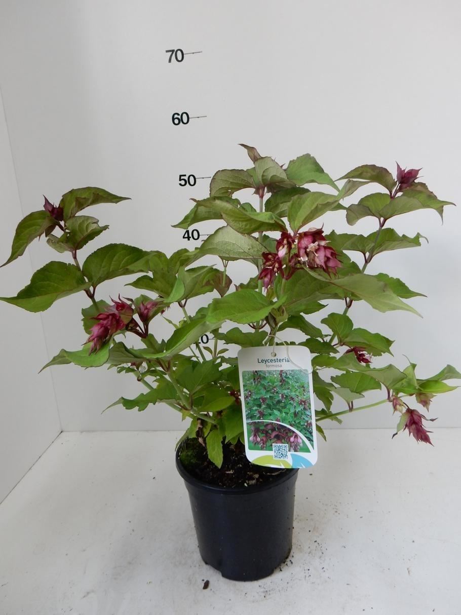Leycesteria formosa - pot - 40-50 cm afbeelding