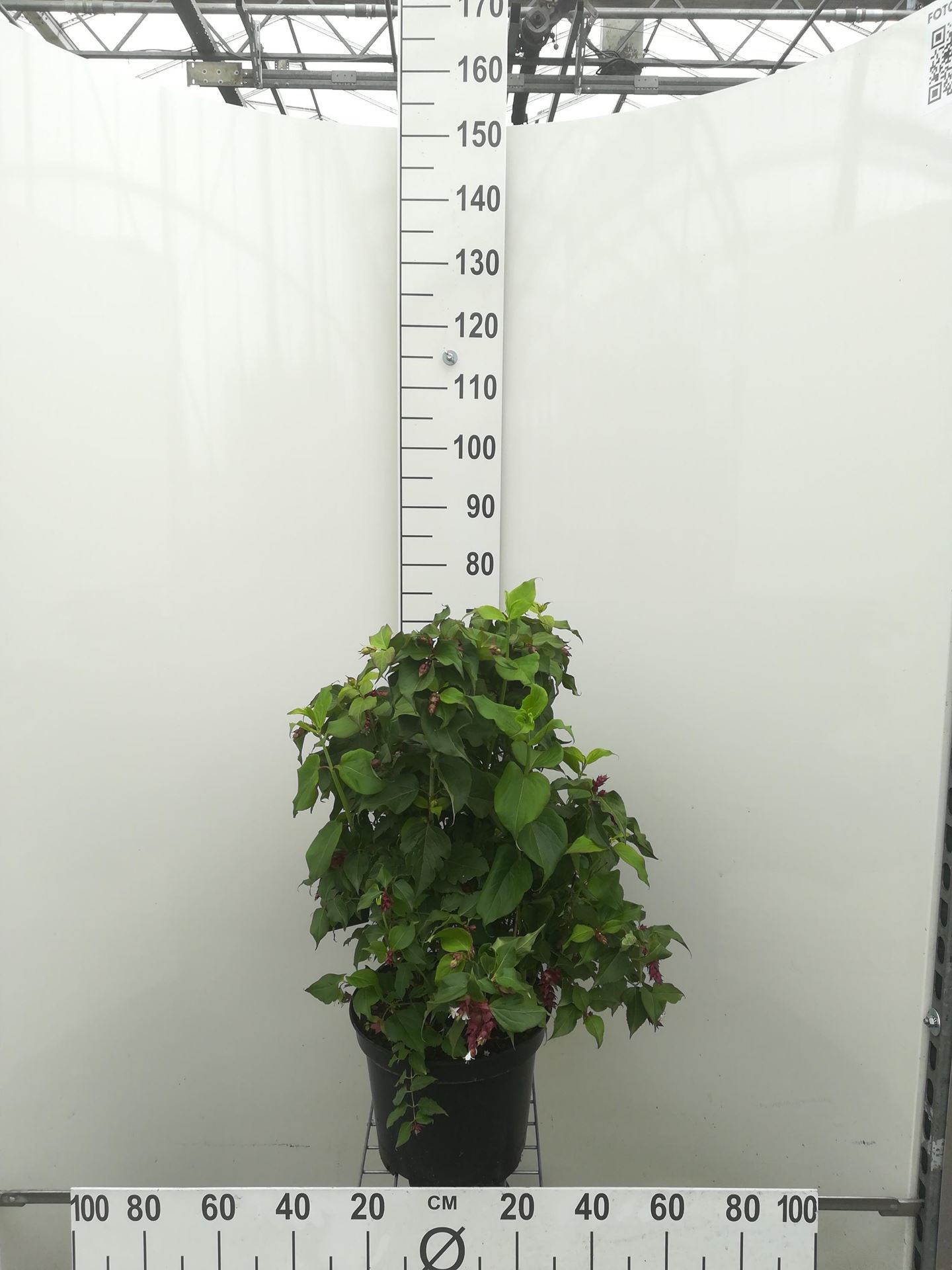 Leycesteria formosa 'Purple Rain' - pot - 40-50 cm