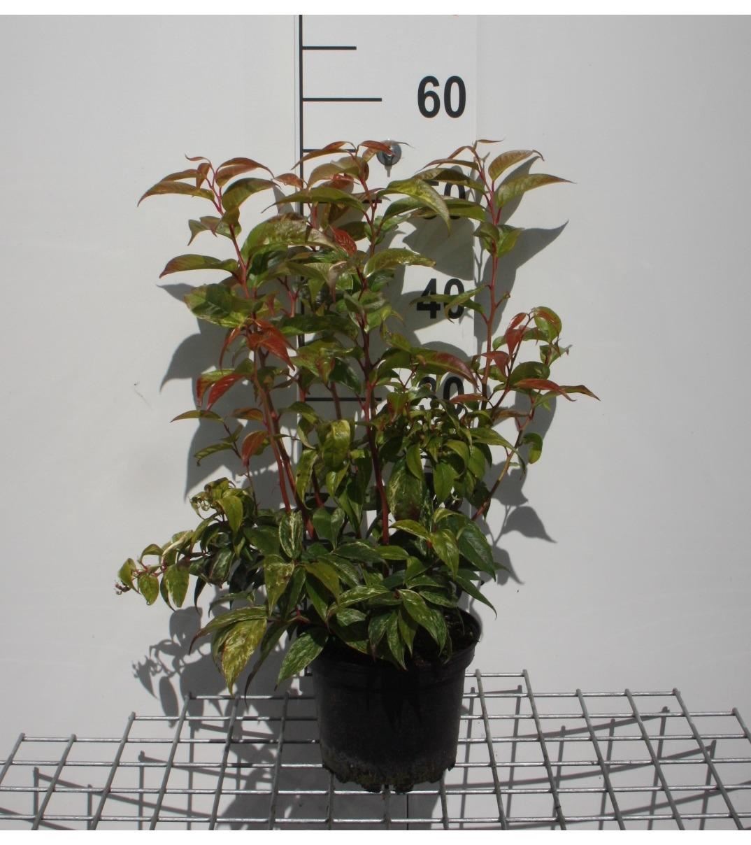 Leucothoe fontanesiana'Rainbow'- pot - 20-30 cm afbeelding