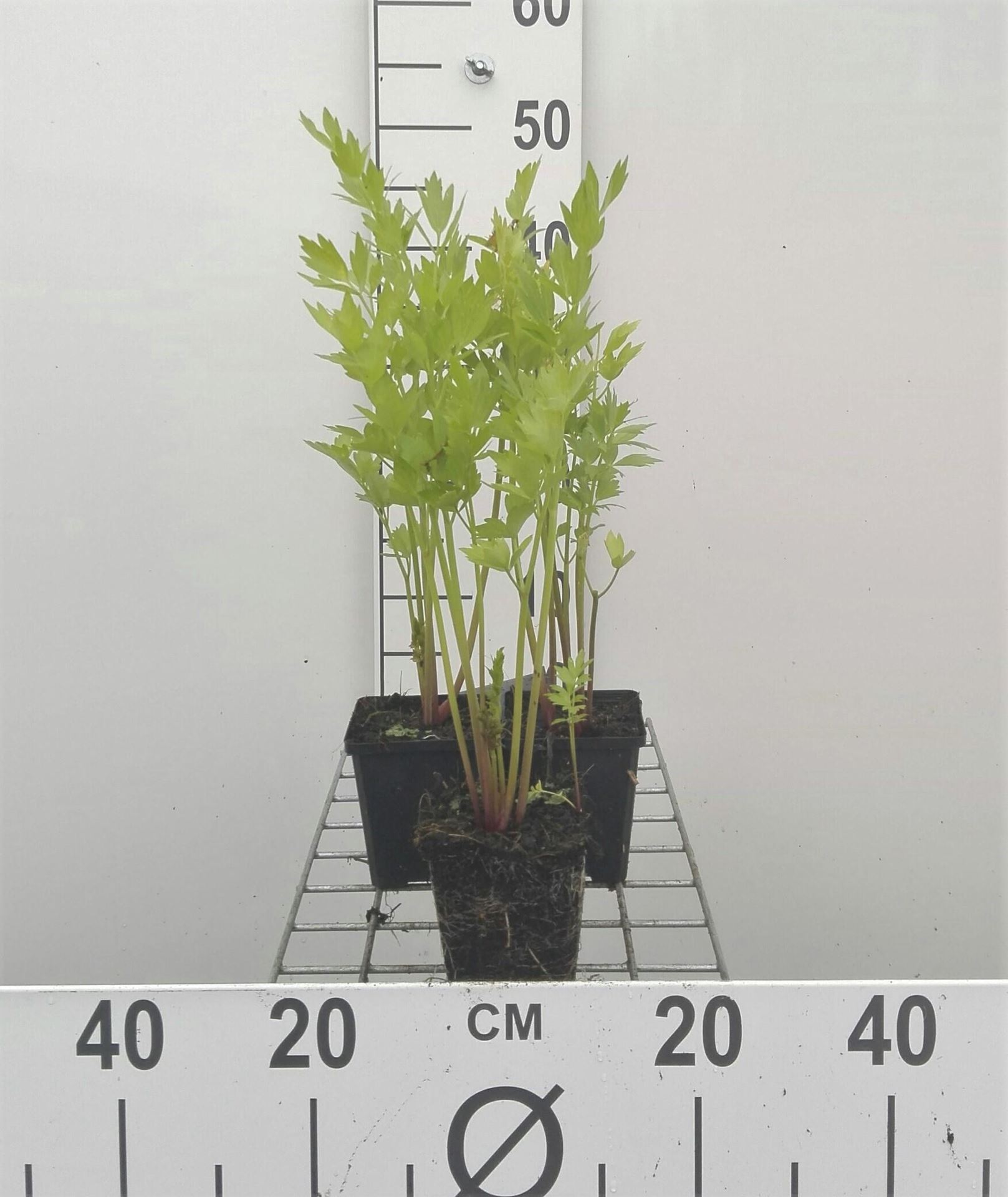 Levisticum officinale - Lavas - pot 9x9 cm - Lavas / Maggiplant / Maggikruid afbeelding