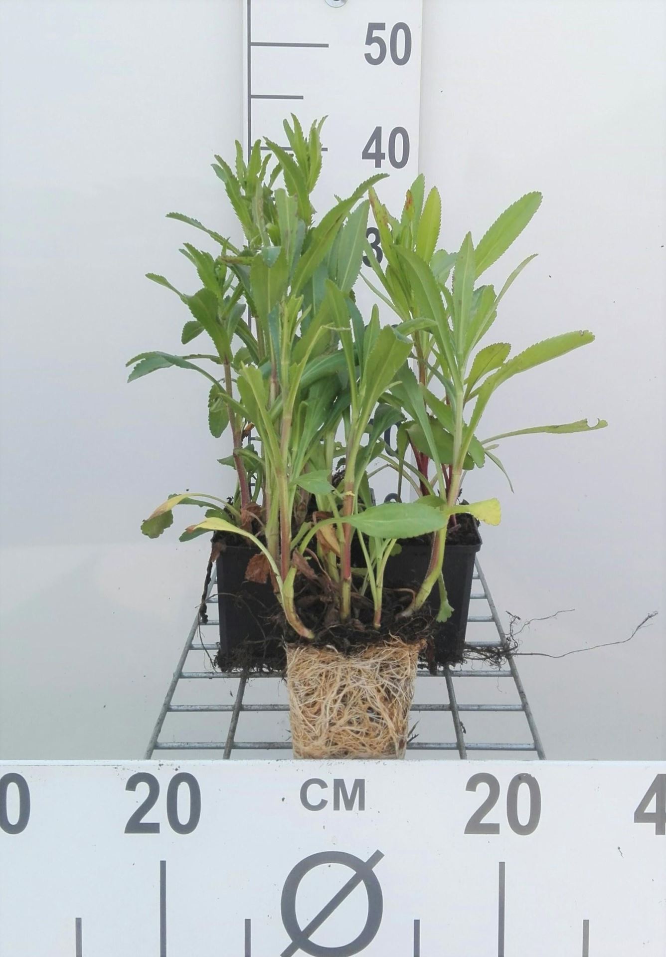 Leucanthemum'Polaris'- pot 9x9 cm afbeelding