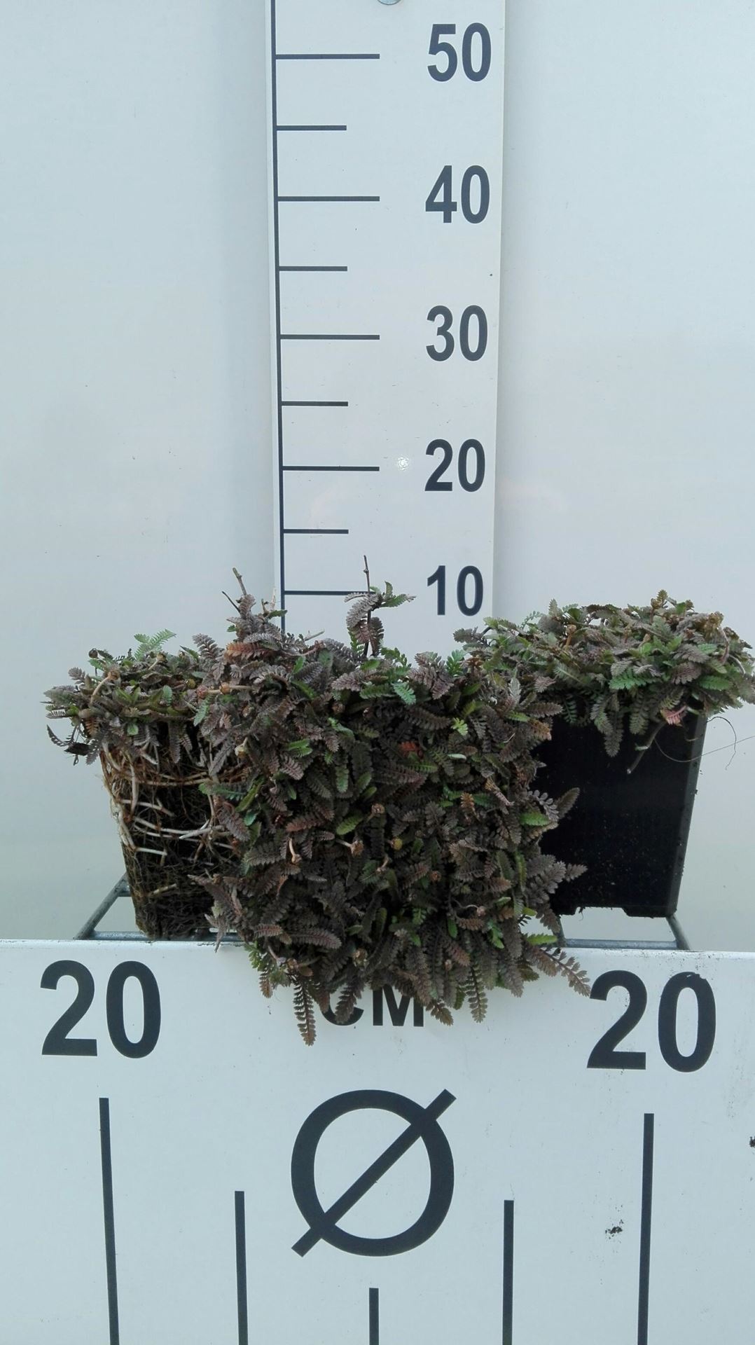 Leptinella potentillina - pot 9x9 cm afbeelding